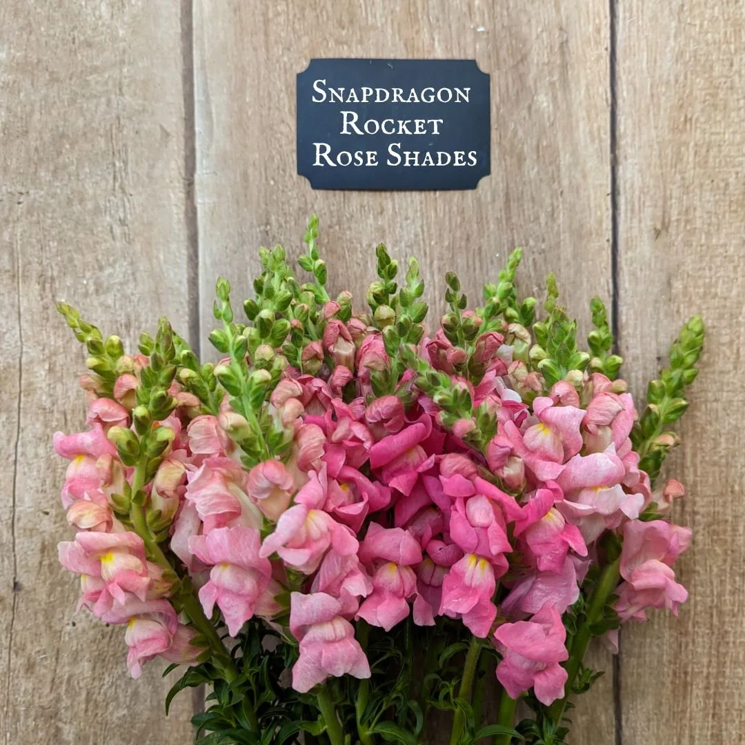 Snapdragon Rocket Rose Shades.jpg
