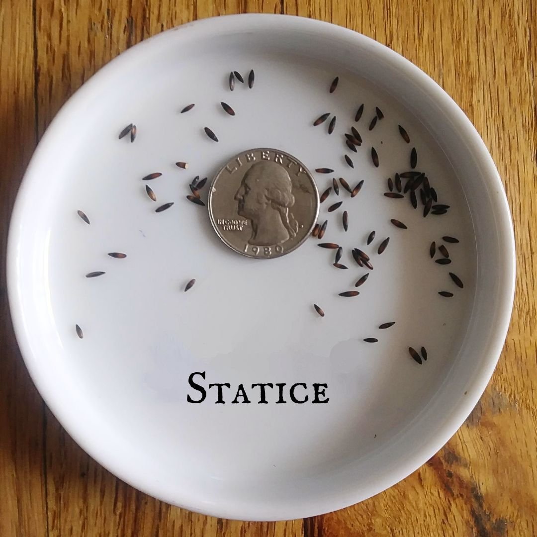 Statice.jpg