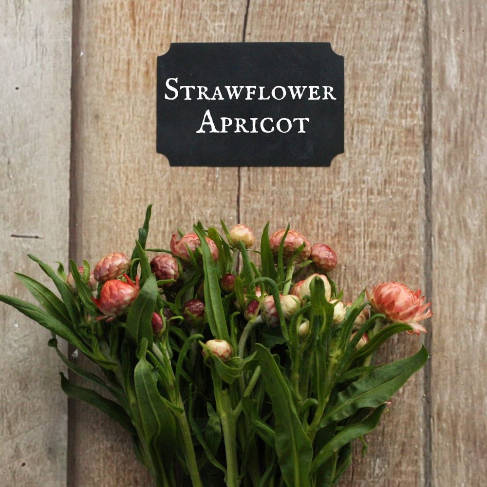Strawflower - Apricot Salmon