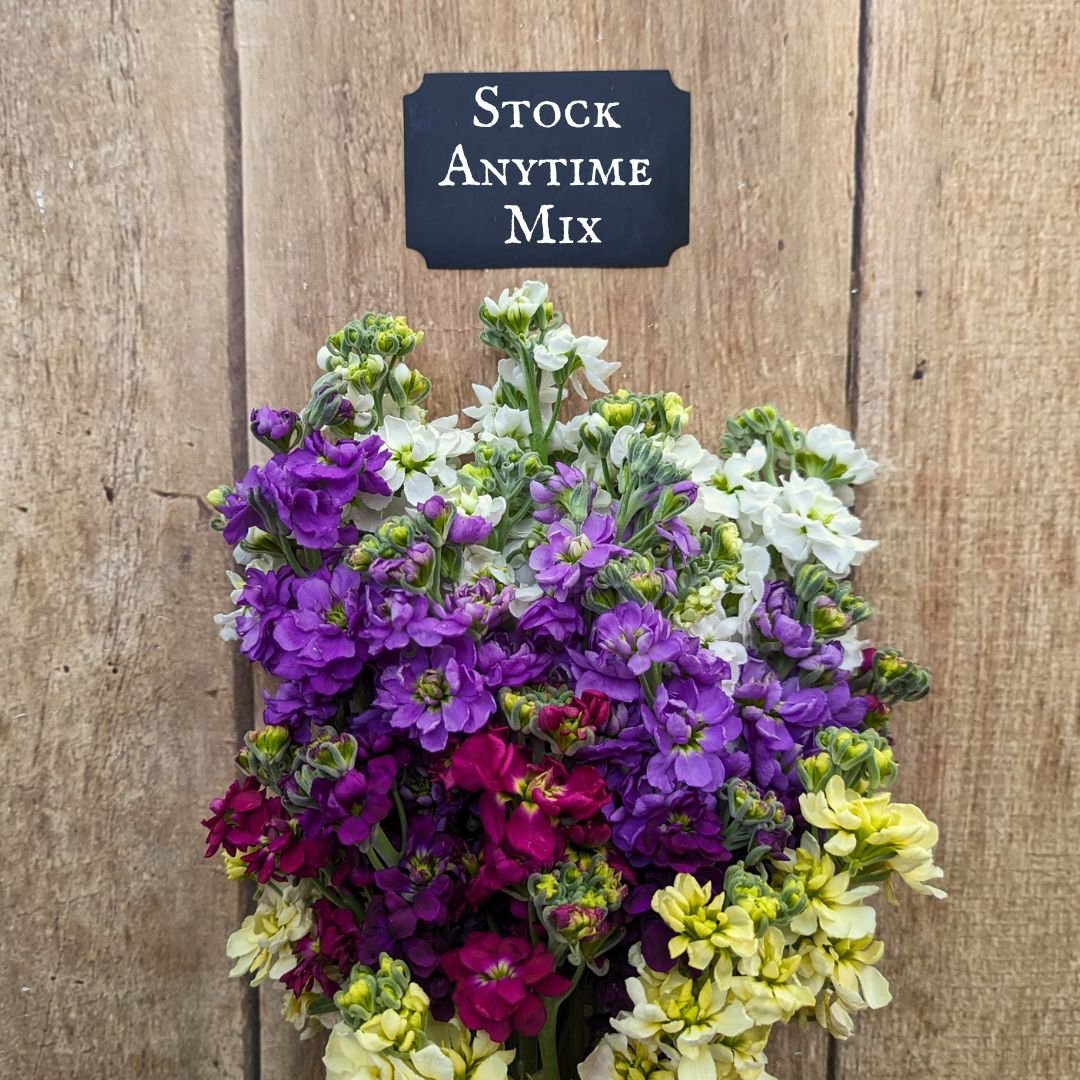 Stock Anytime Mix.jpg