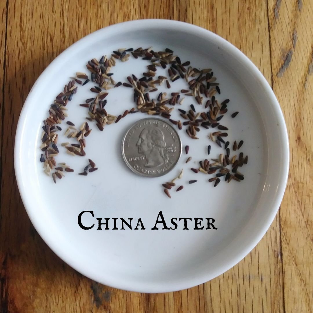 China Aster.jpg