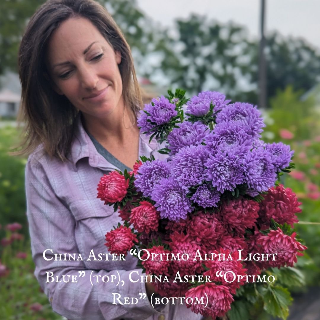 China Aster “Optimo Alpha Light Blue” — Three Acre Farm