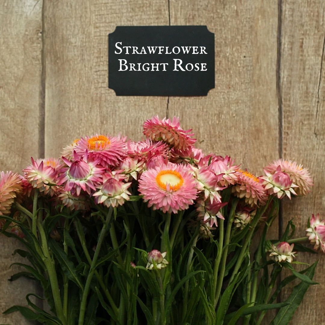 Strawflower Bright Rose.jpg