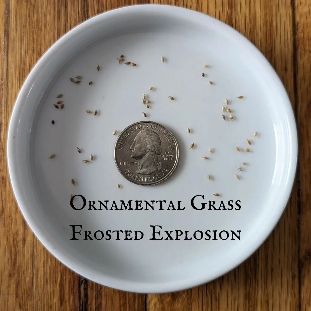 Ornamental Grass “Frosted Explosion” — Three Acre Farm