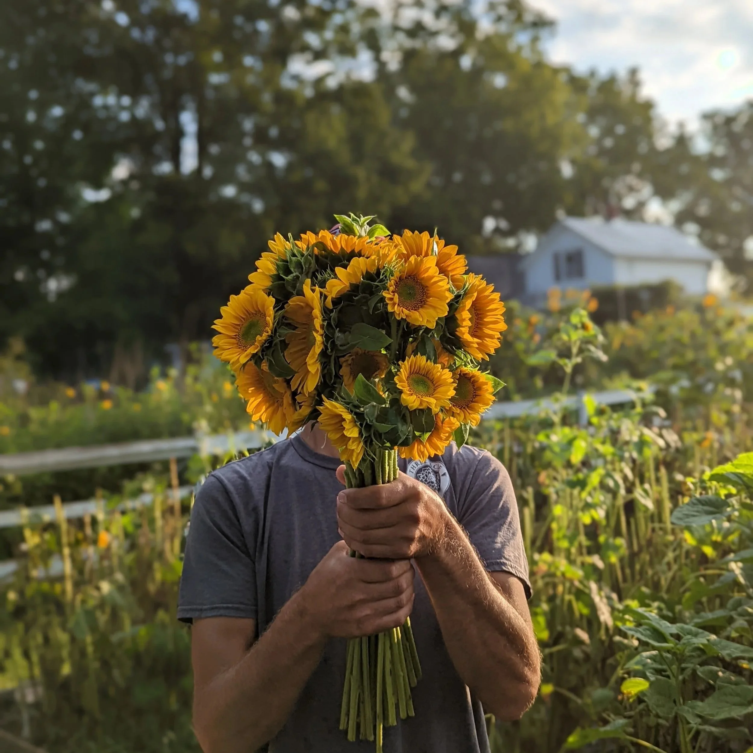 5 Easy to Grow Cut Flowers for Beginners