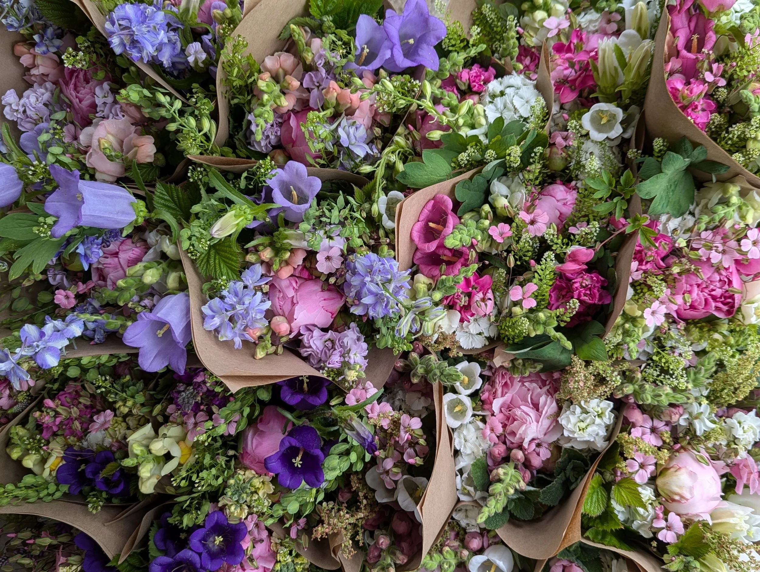 Hardy Annuals vs. Heat-Loving Annuals: How to Have Blooms All Season Long