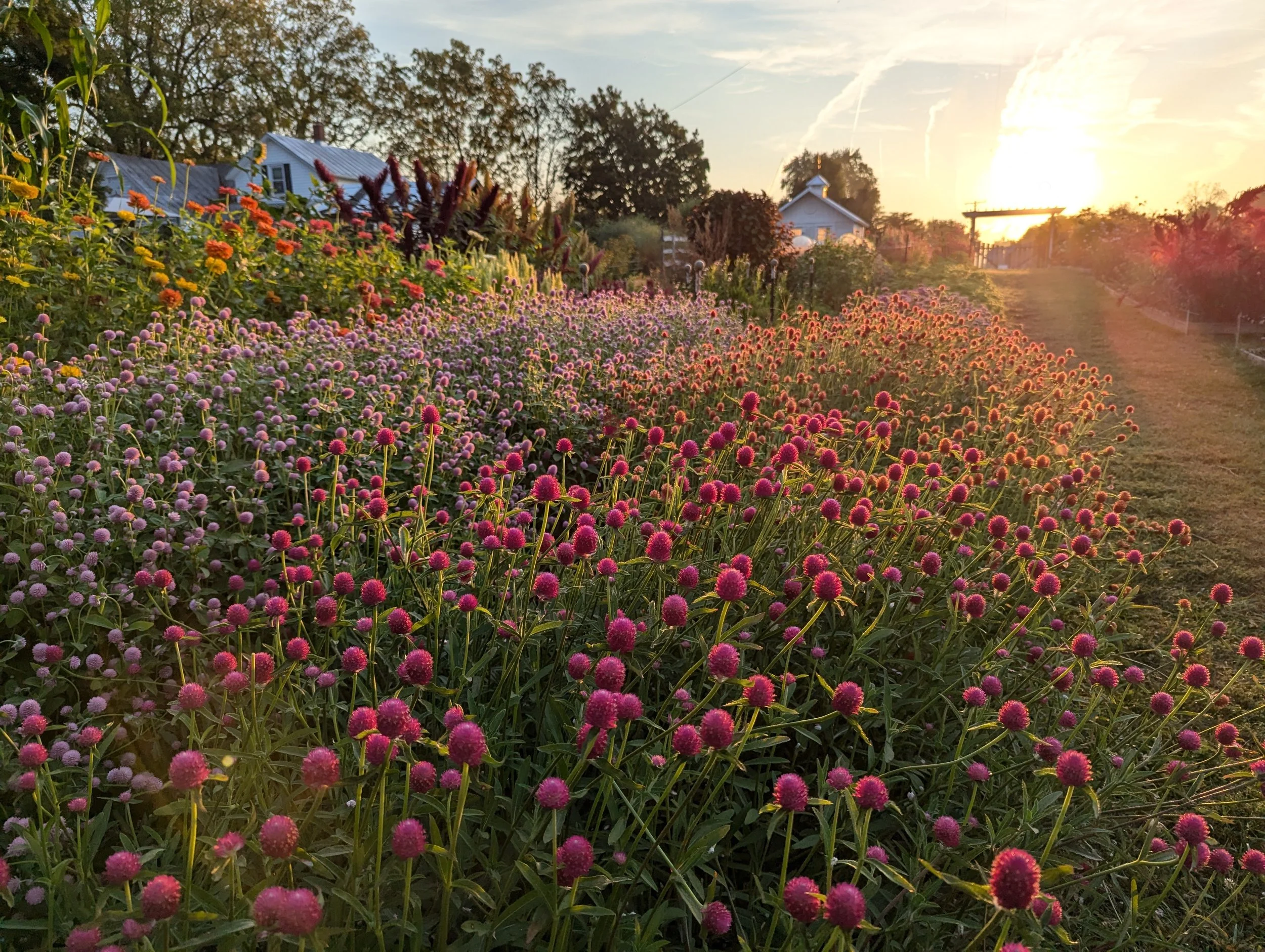 How to Plan a Cutting Garden Layout (Without Overthinking It)