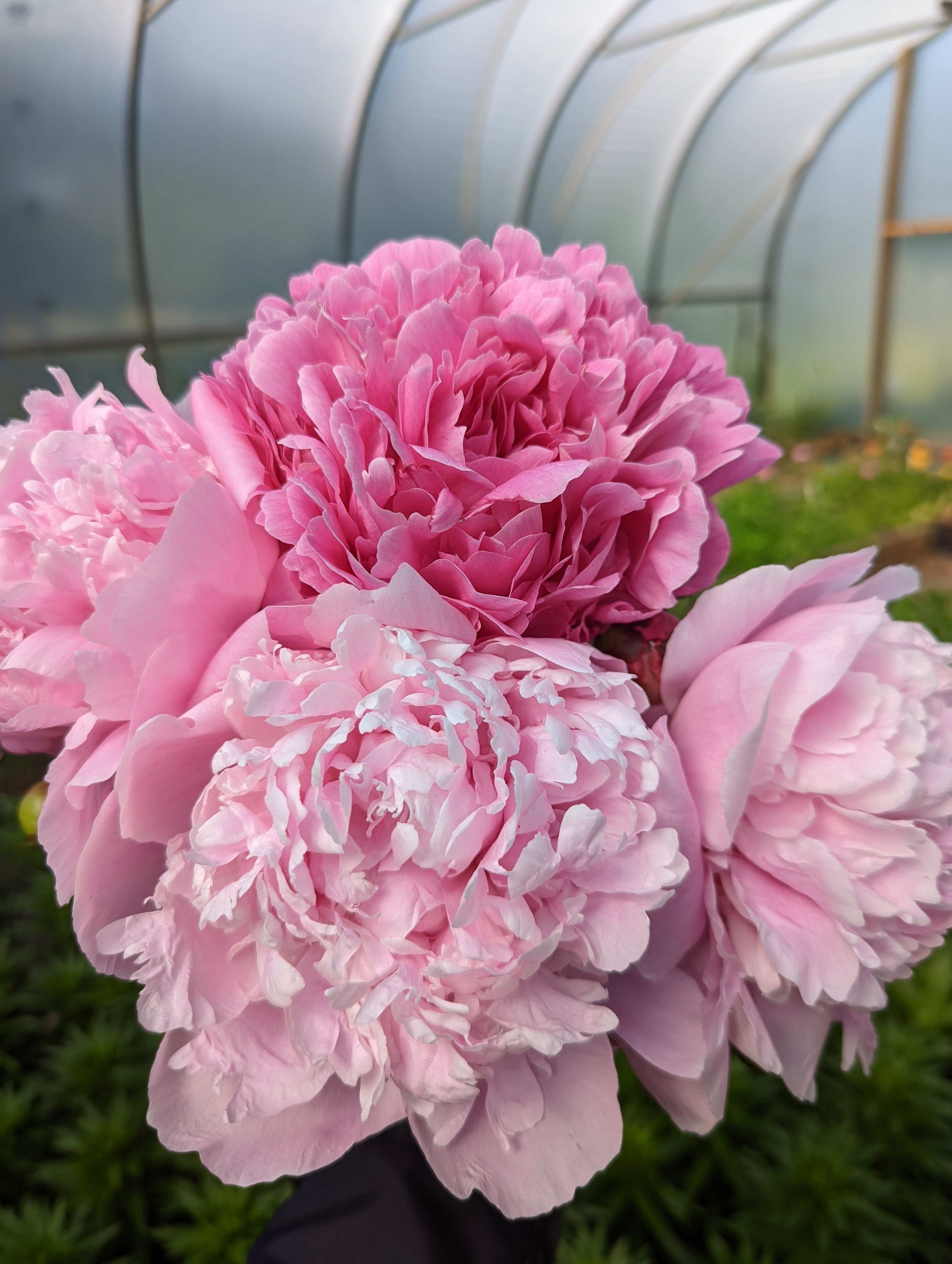 When (and How) to Harvest and Store Your Peony Blooms