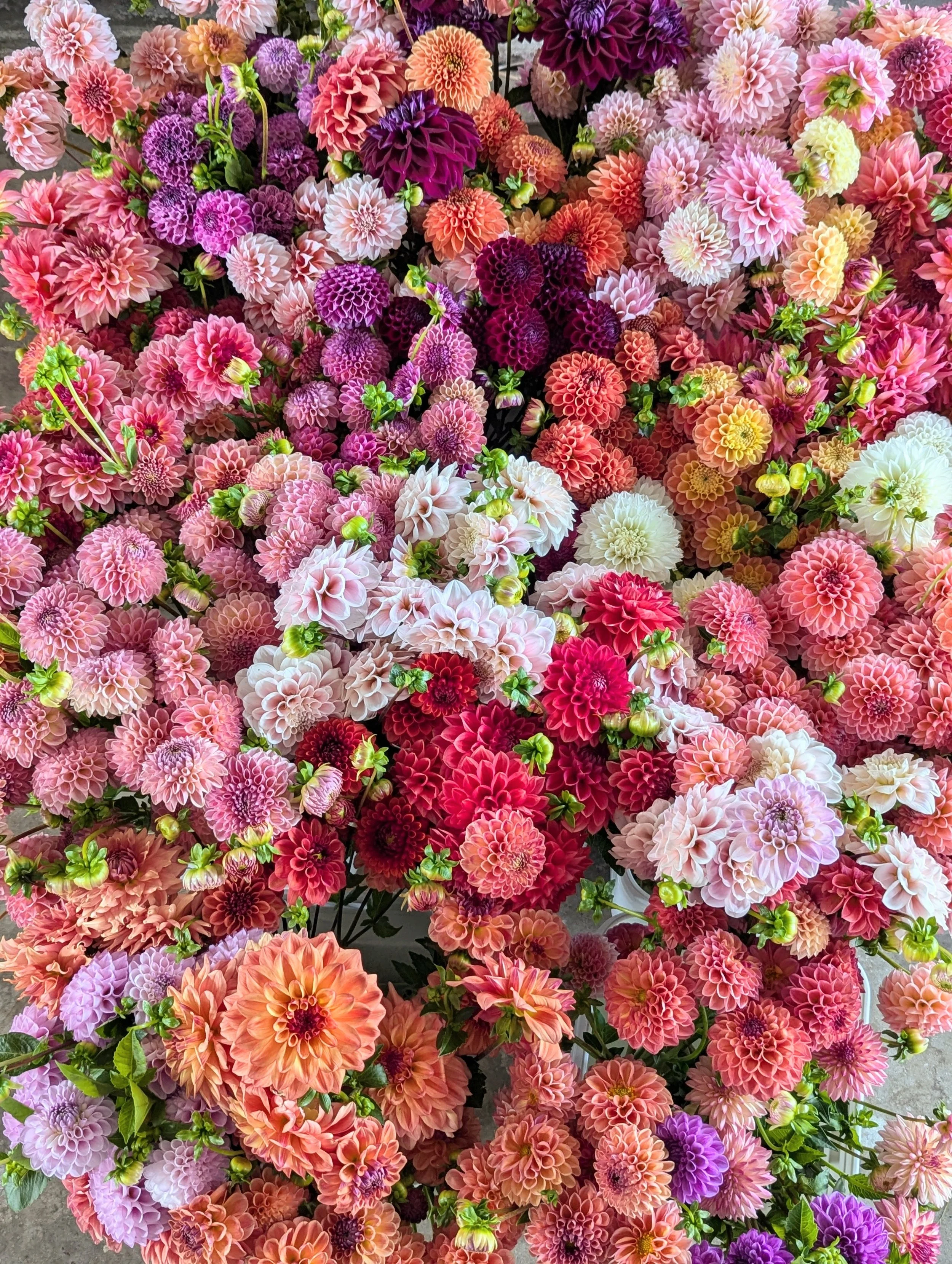 Trust the Process: Why Pinching Your Dahlias Means MORE Abundant Blooms