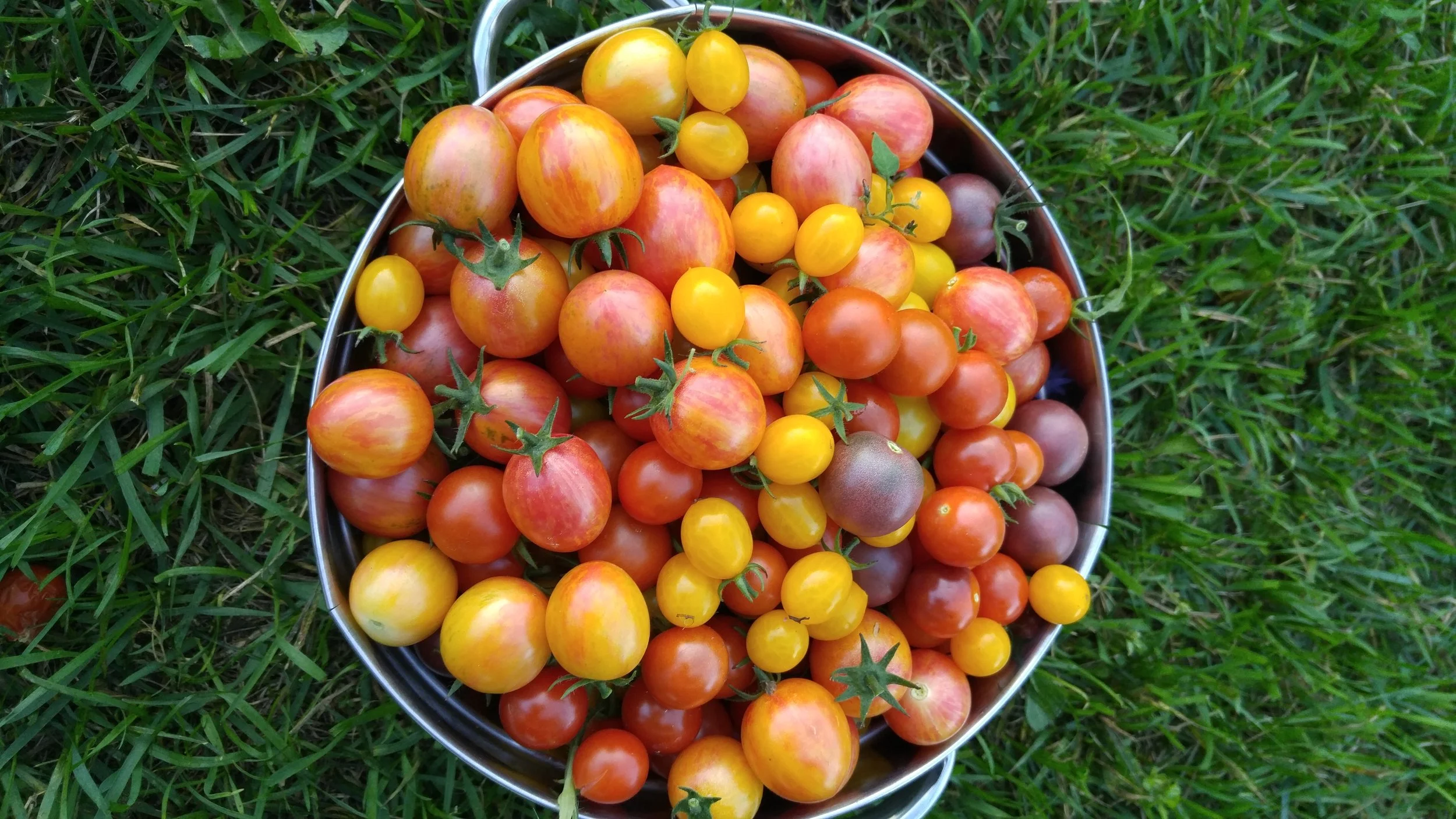 Garlic Tomato Sauce Recipe