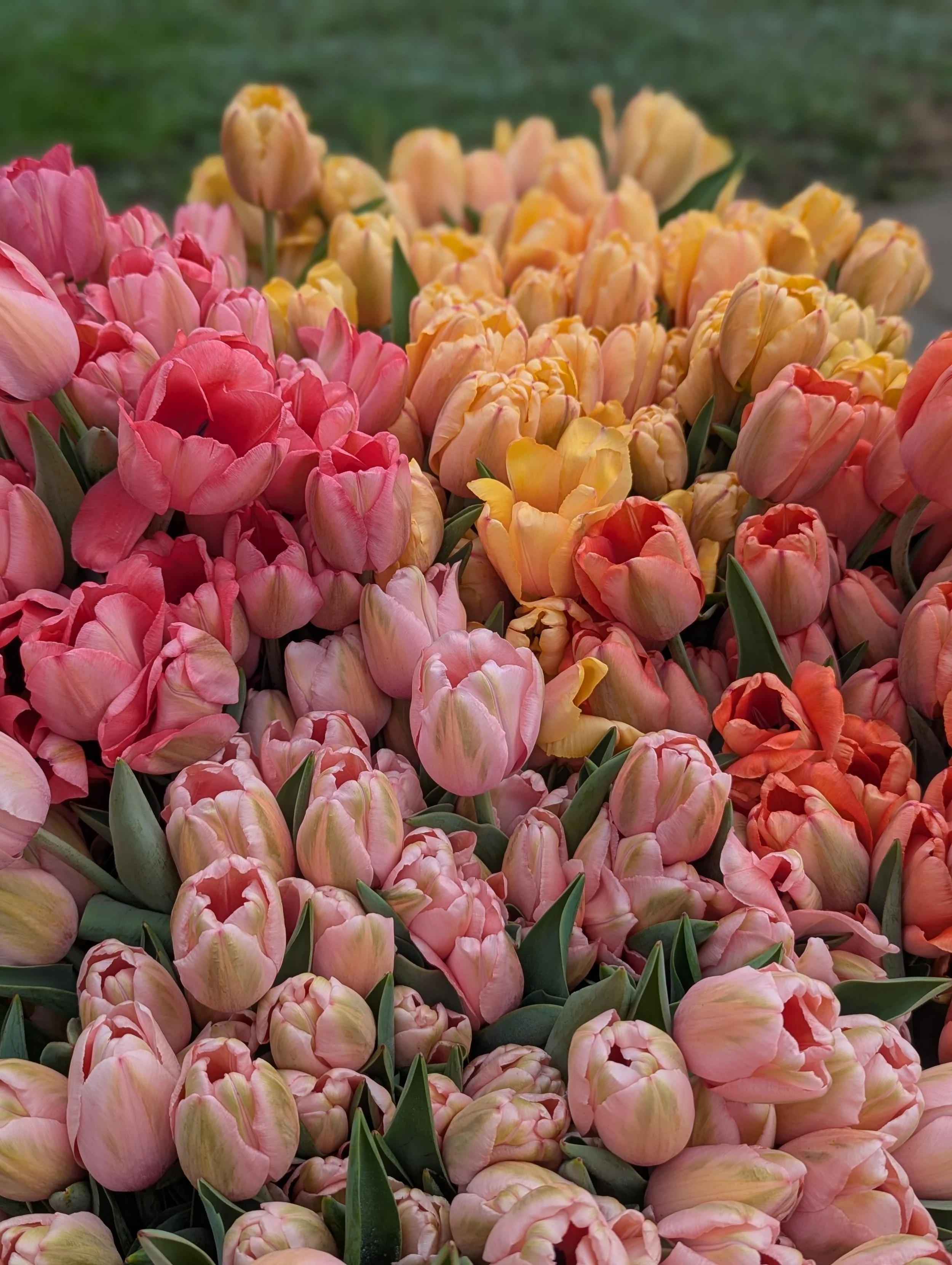Meet the 2026 Tulip &amp; Daffodil Lineup 