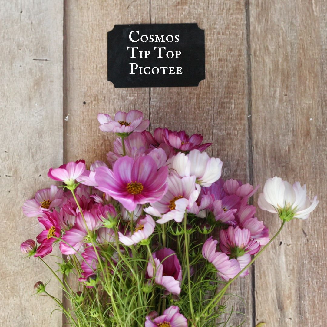 Cosmos "Tip Top Picotee"