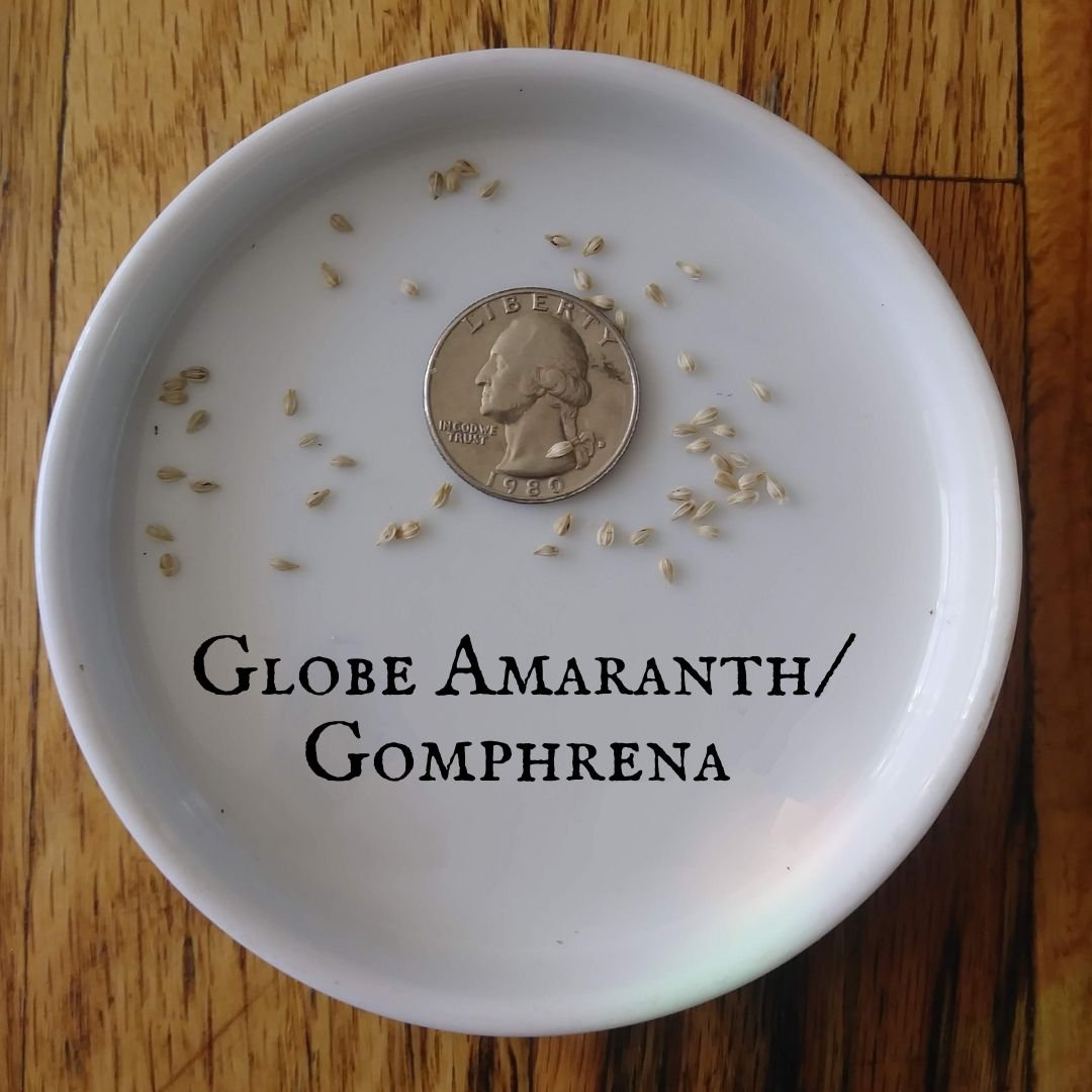 Gomphrena.jpg