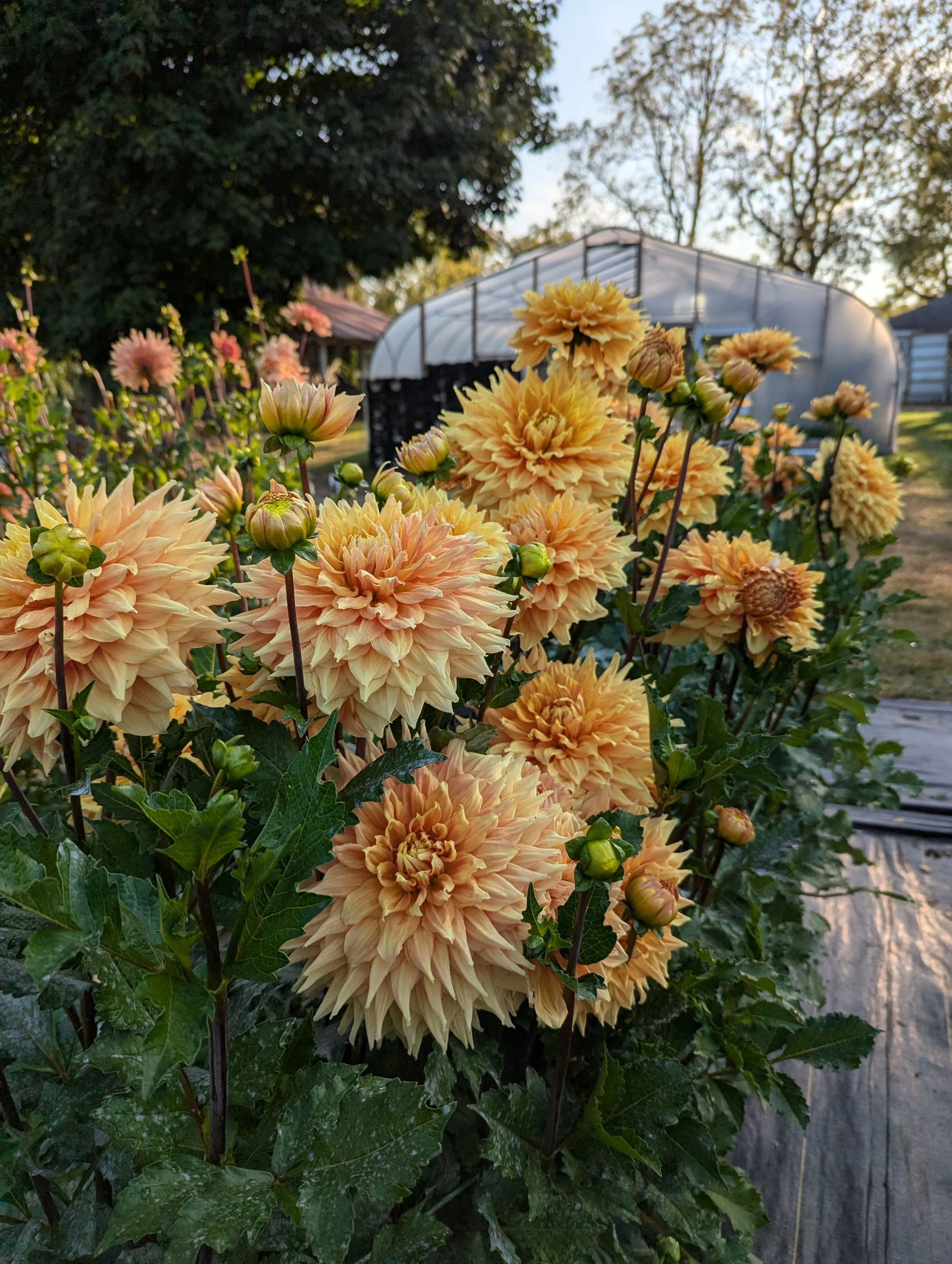 PXL_20240919_131352528 (1).jpg