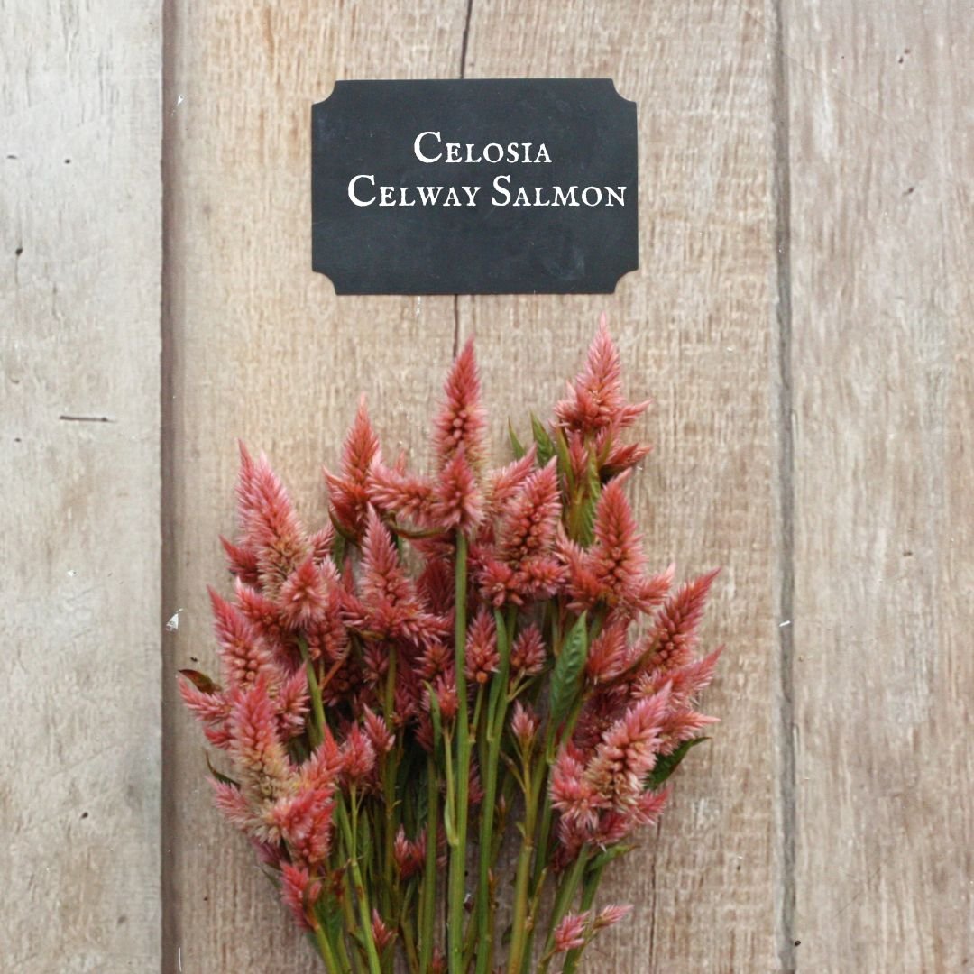 Celosia Celway Salmon.jpg