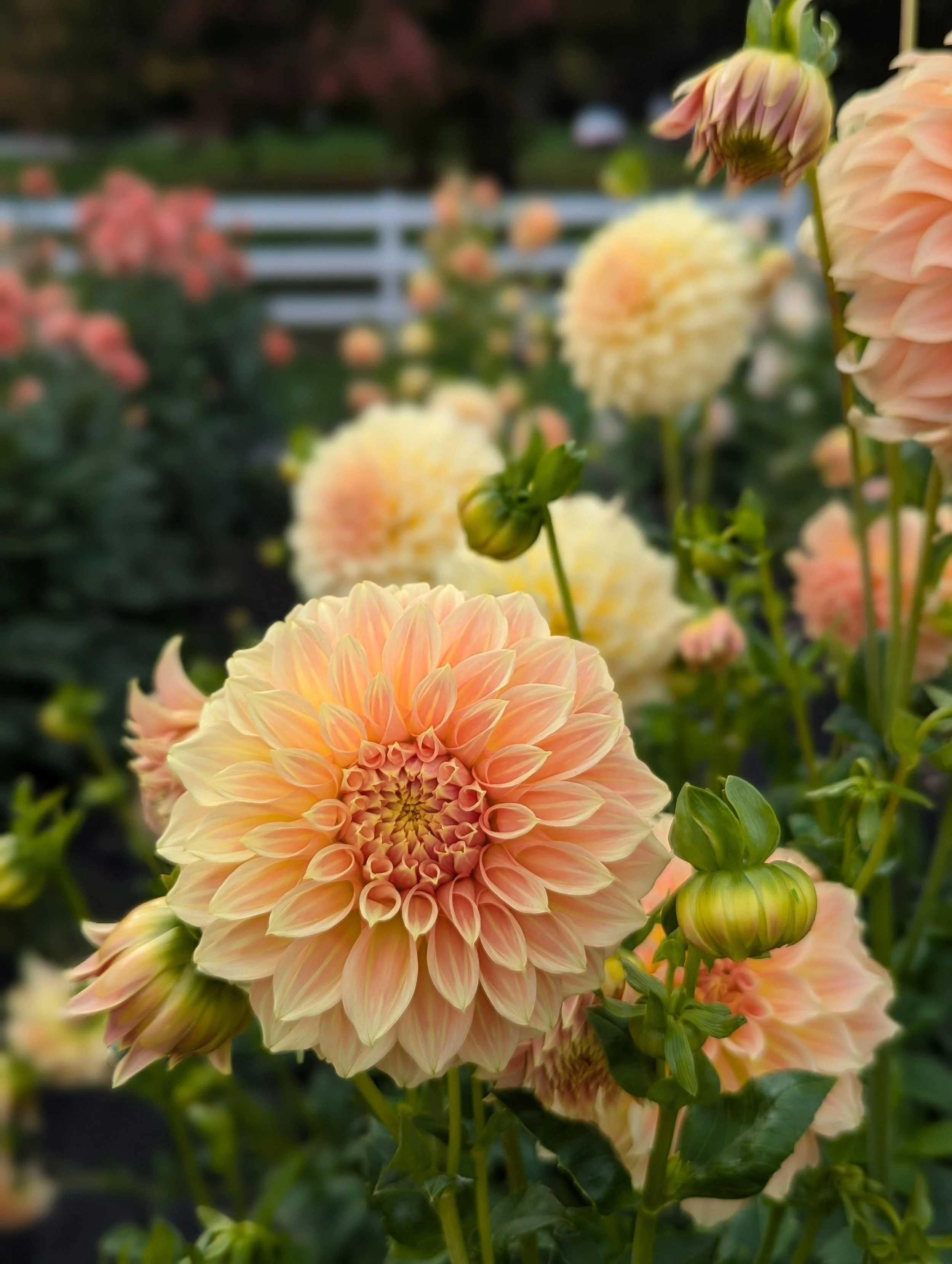 PXL_20251017_205106725.PORTRAIT (1).jpg