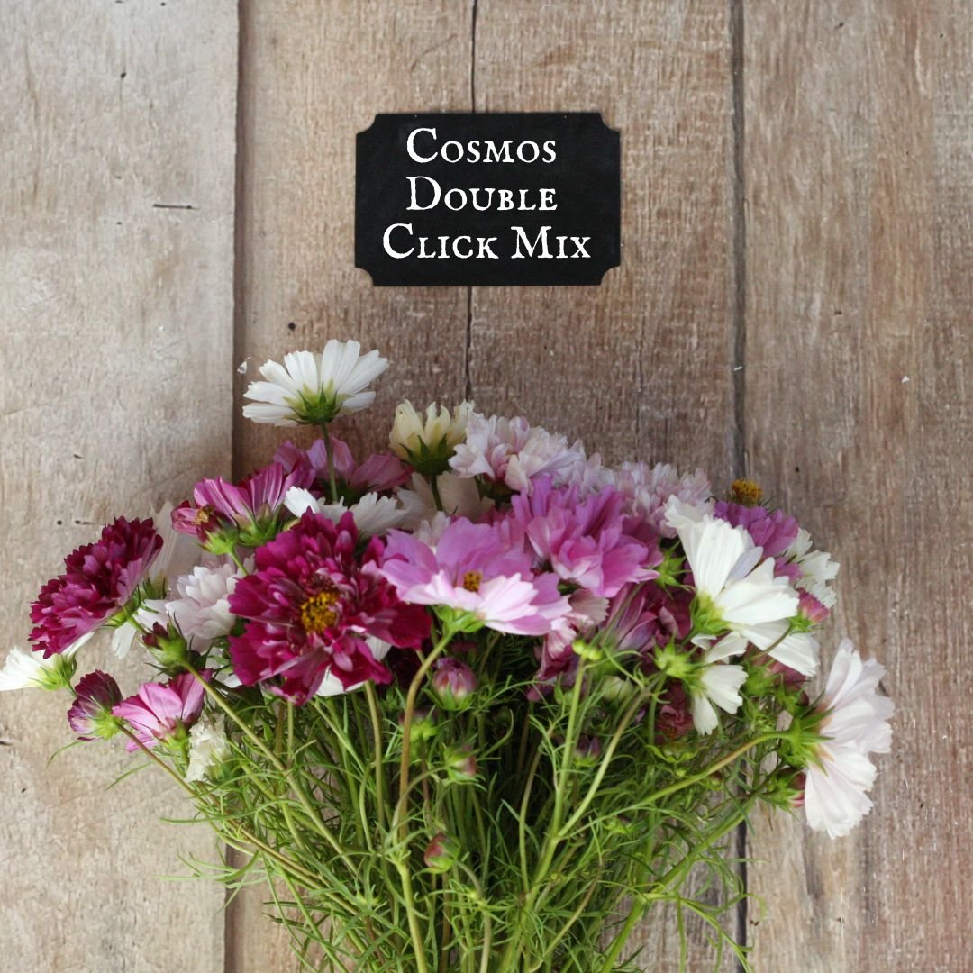 Cosmos Double Click Mix.jpg