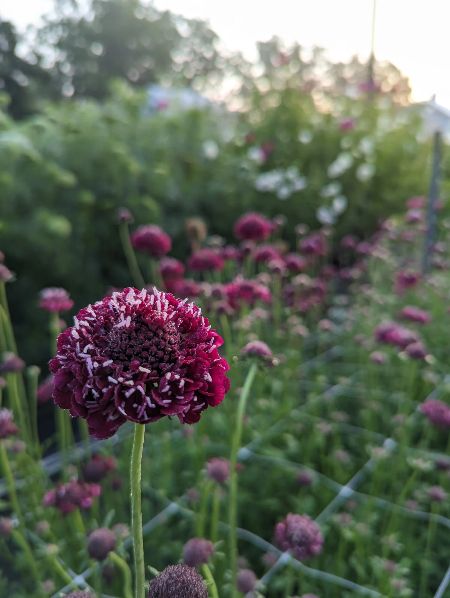 How to Grow Scabiosa — Three Acre Farm
