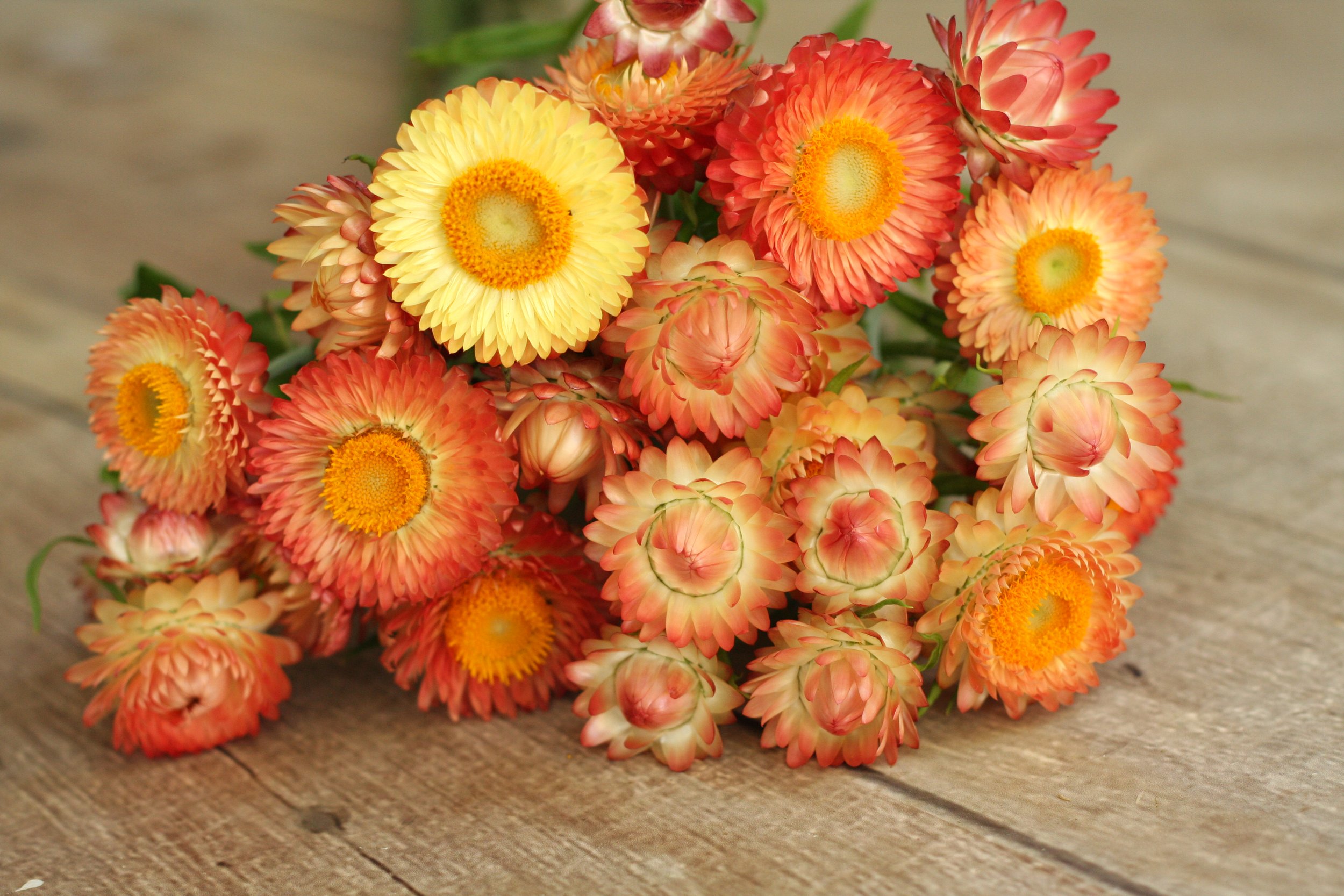 How to Grow Strawflowers For Your Cut Flower Garden From Seed Indoors -  Shiplap and Shells