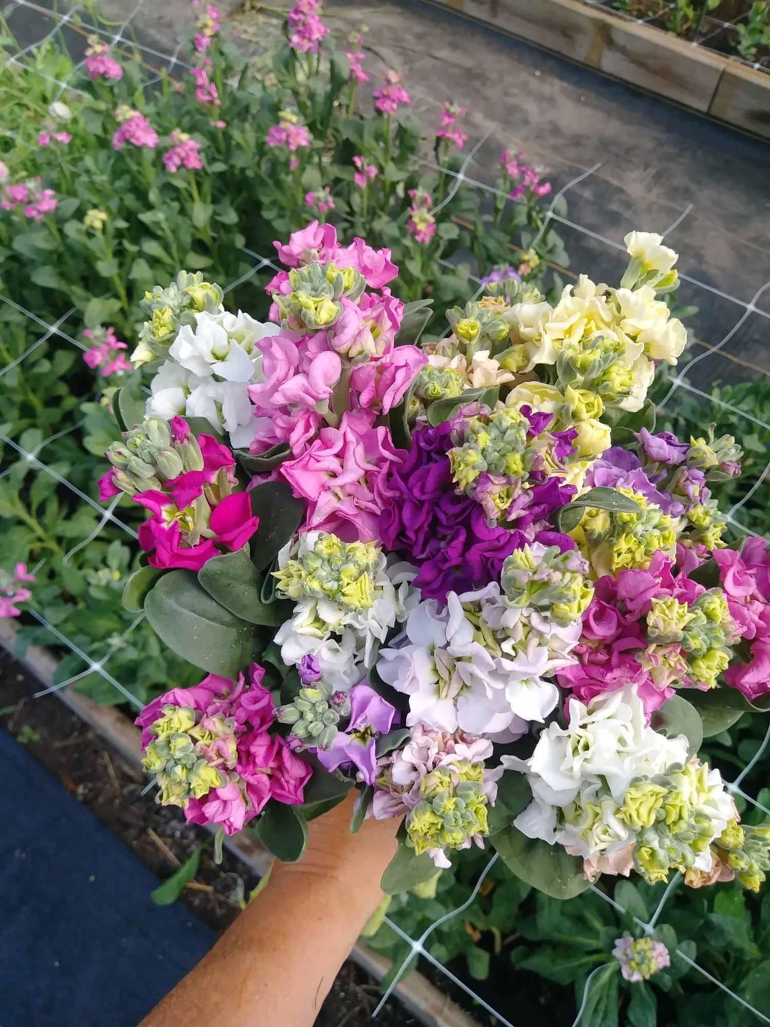 How to Grow Stock — Three Acre Farm