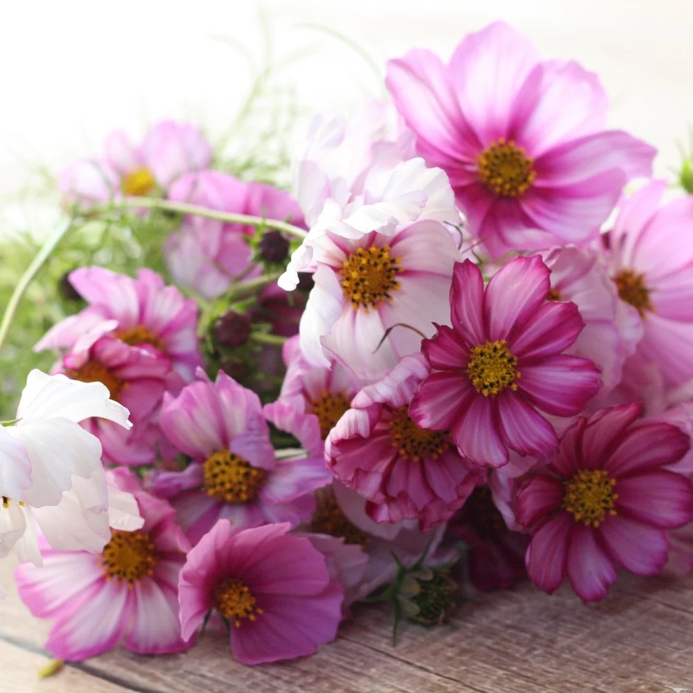 5 Easy to Grow Cut Flowers for Beginners — Three Acre Farm