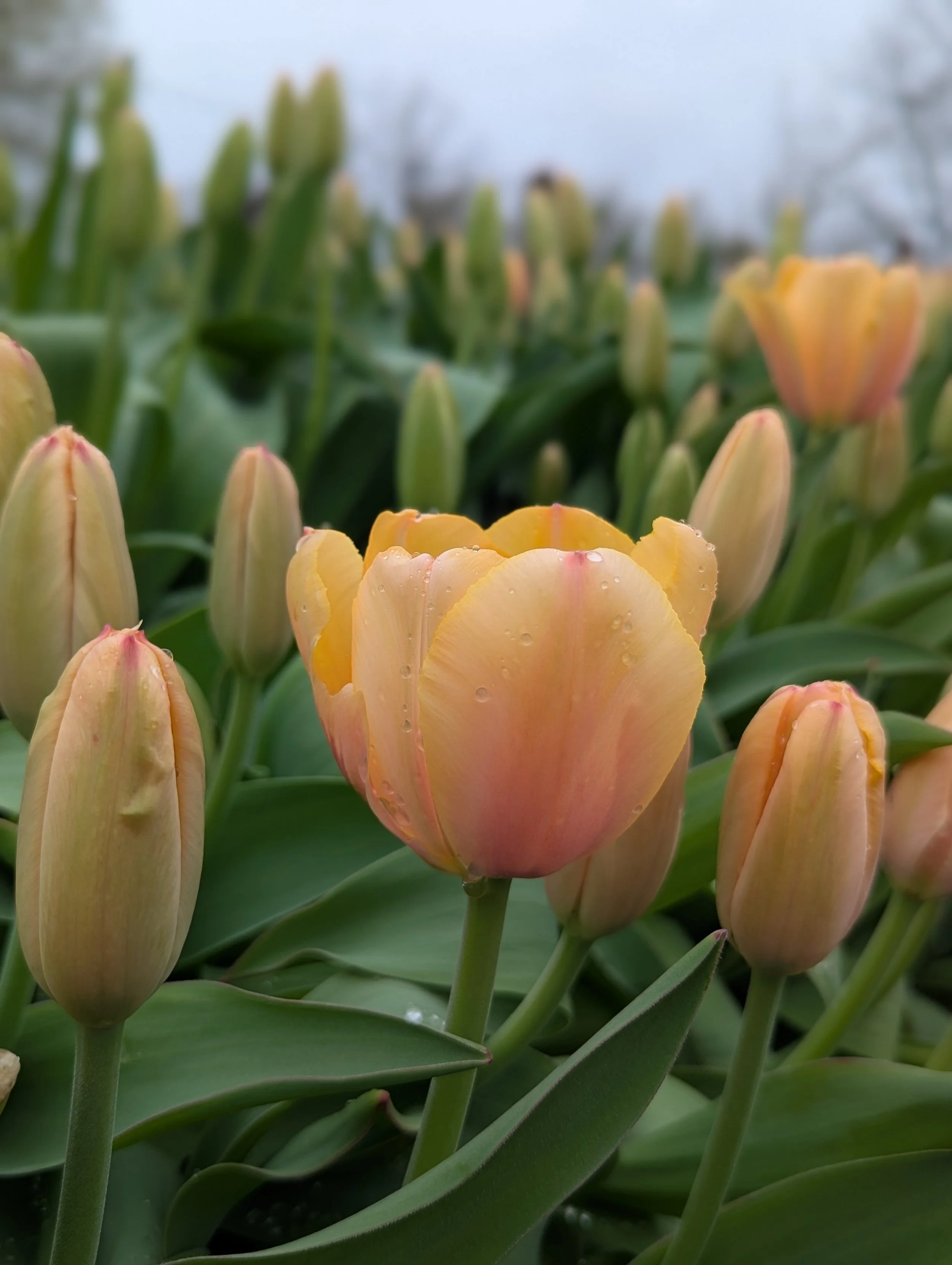 Tulip "Blushing Impression"