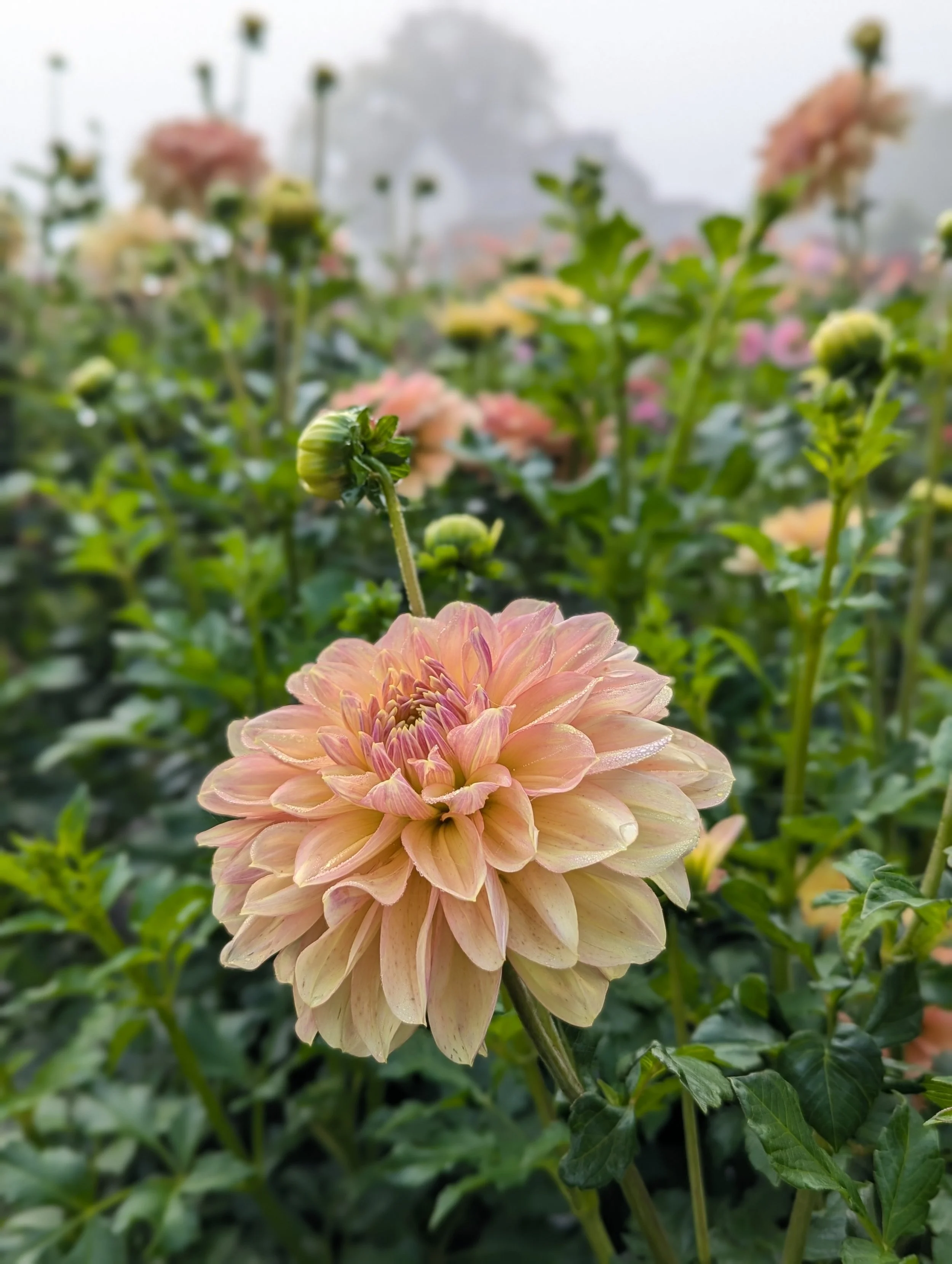 PXL_20250926_130220254.PORTRAIT (1).jpg