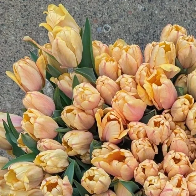 PXL_20260417_133742119.jpg