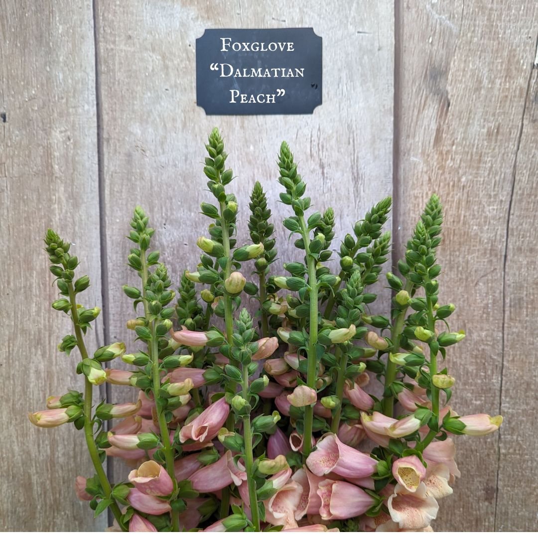 Foxglove “Dalmatian Peach”