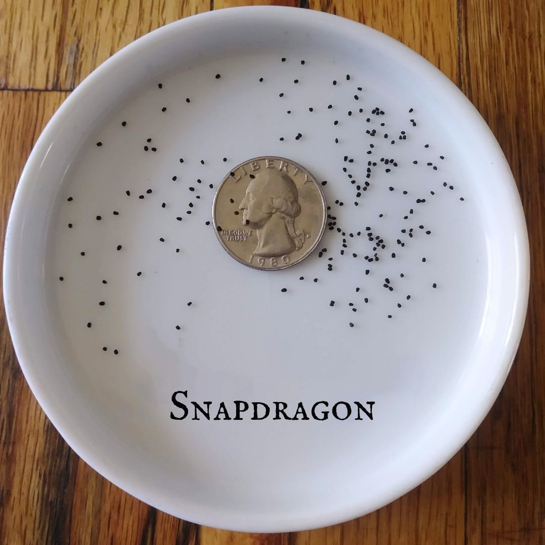 Snapdragon.jpg