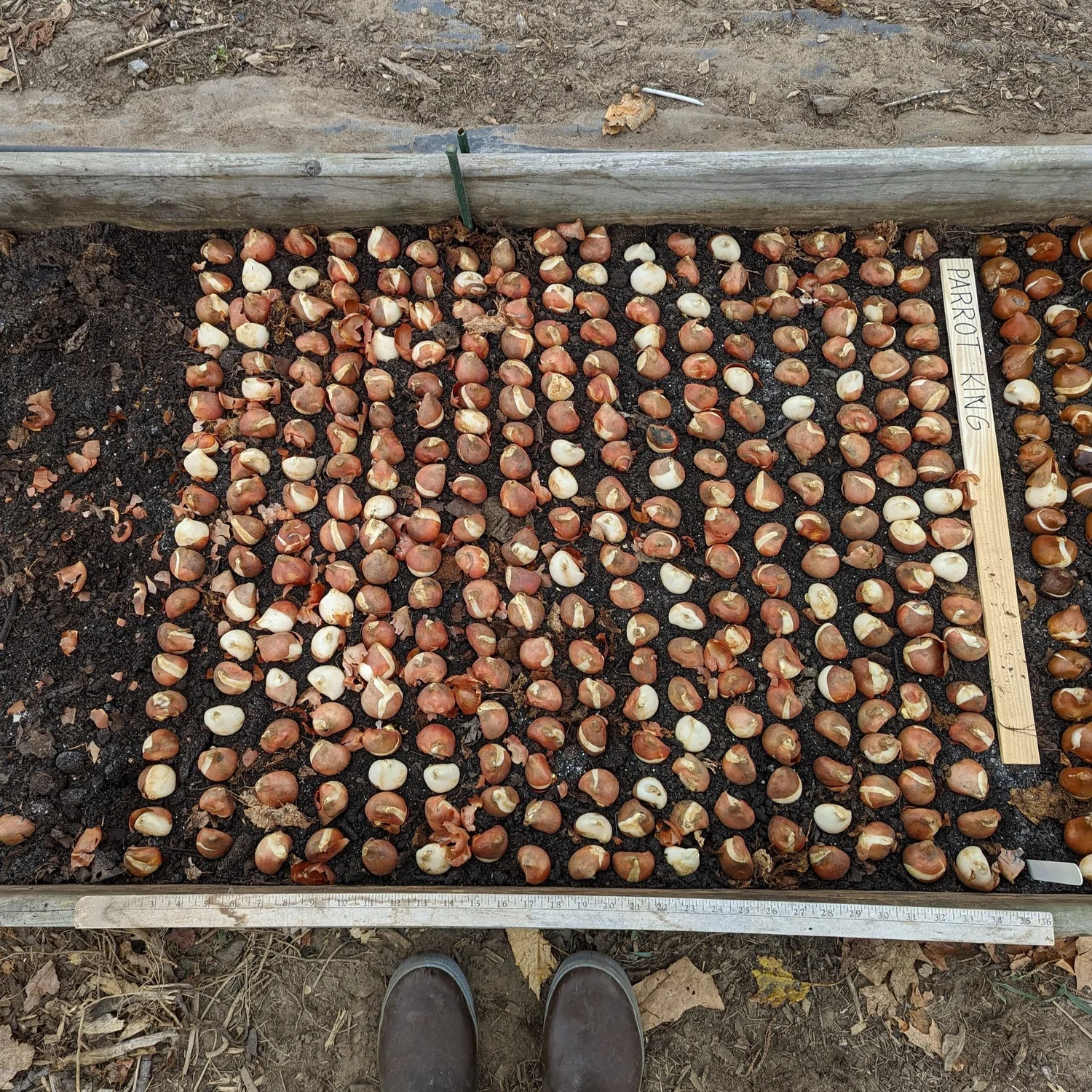 How to Grow Tulips as a Cut Flower — Three Acre Farm