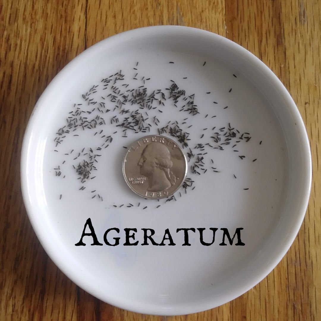 Ageratum seeds.jpg