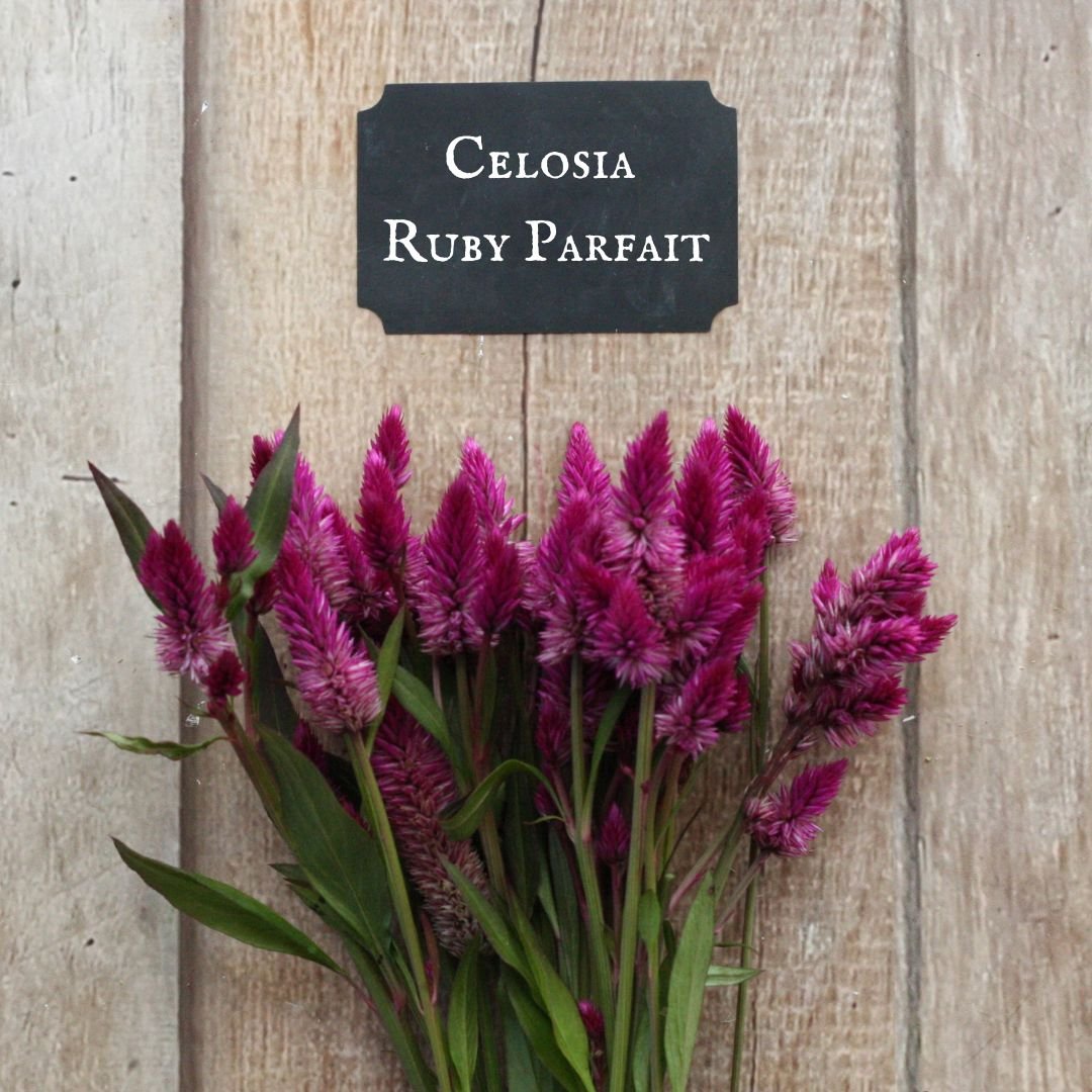 Celosia Ruby Parfait.jpg