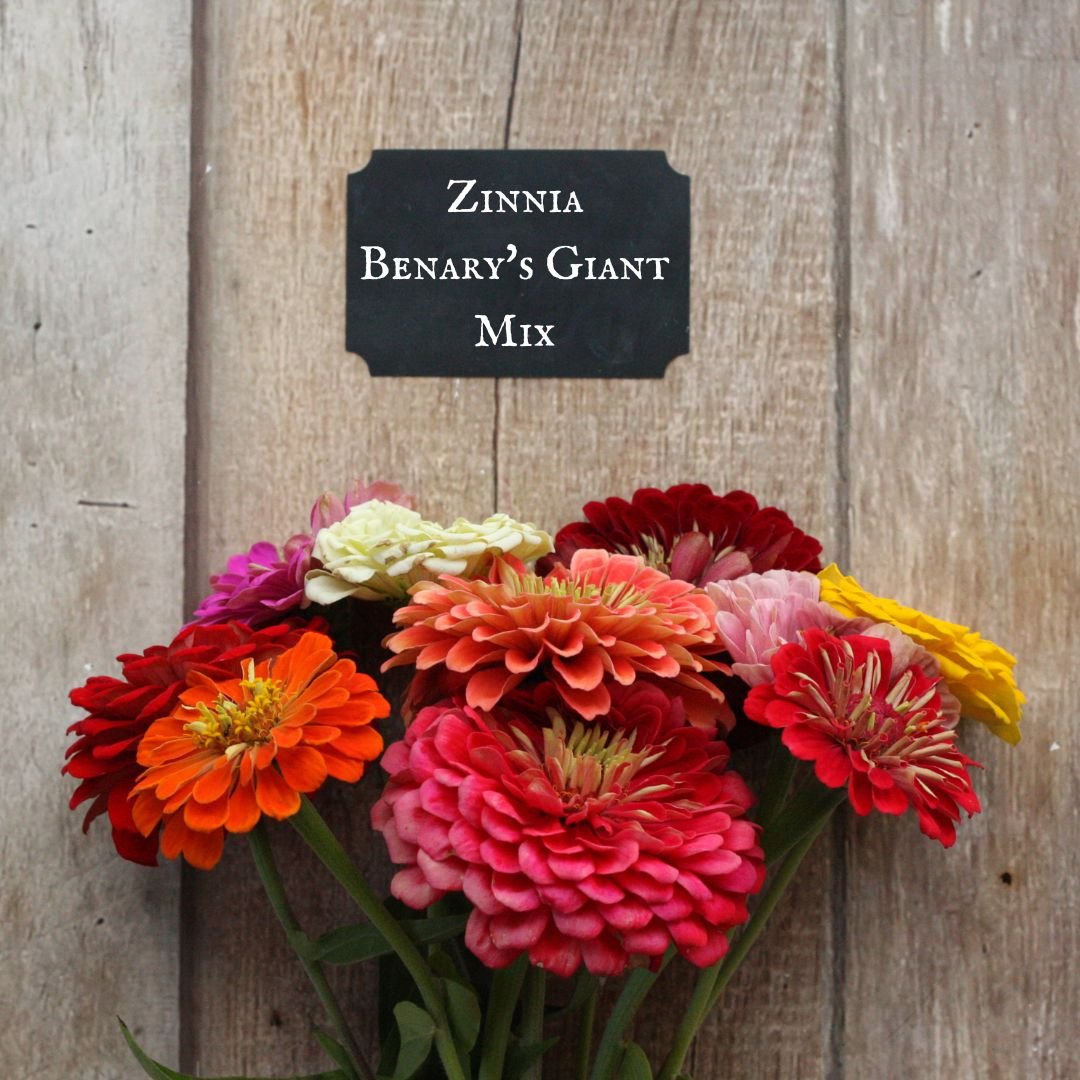 Zinnia Benary's Giant Mix.jpg