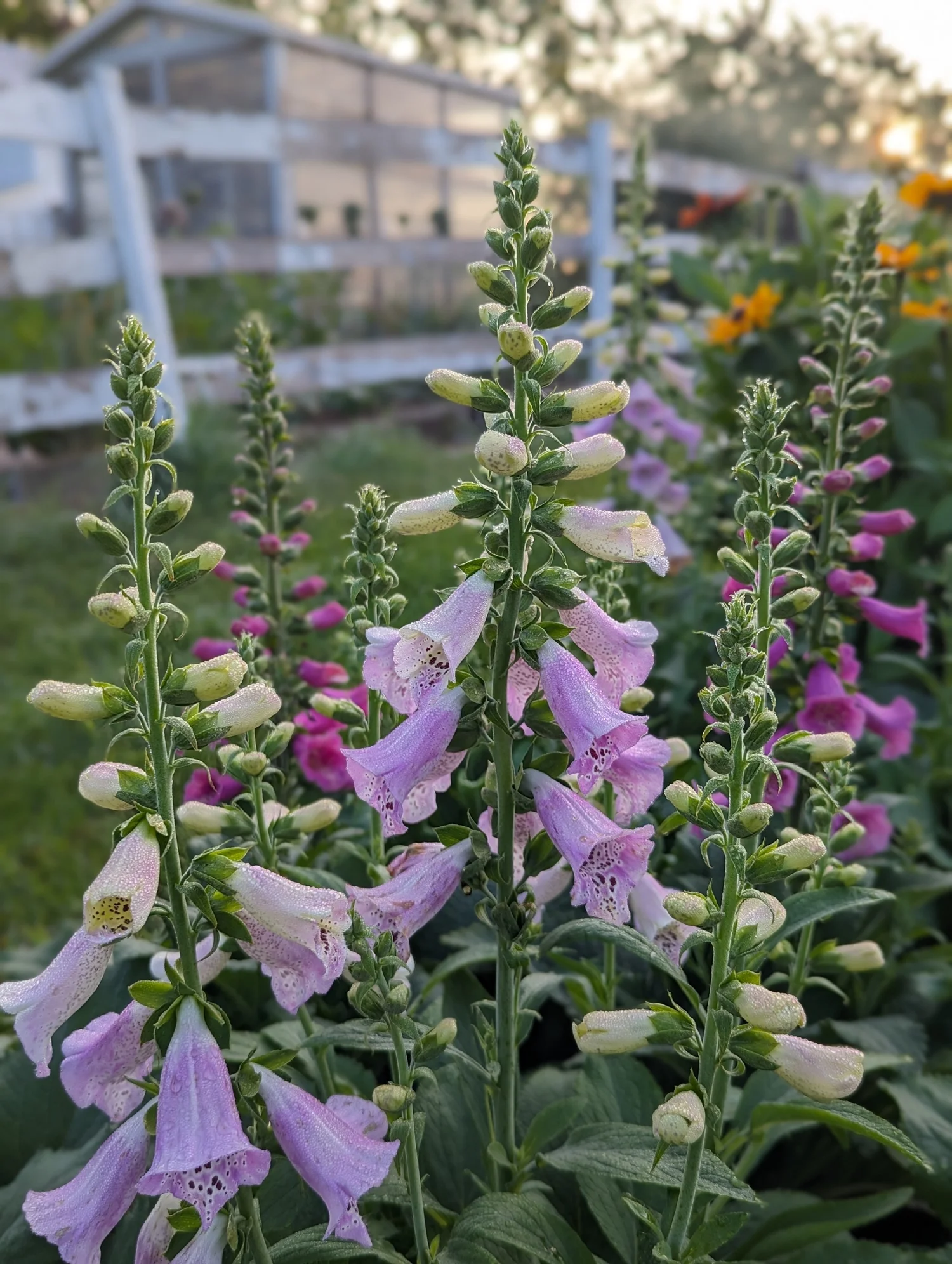 How to Grow Foxglove — Three Acre Farm