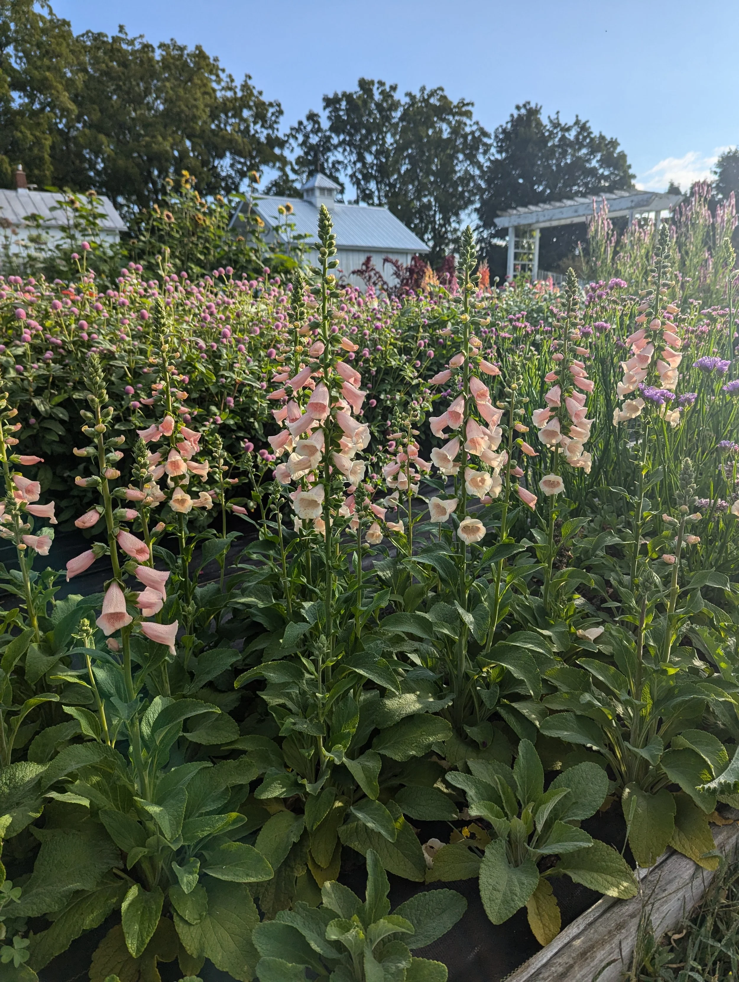 How to Grow Foxglove — Three Acre Farm