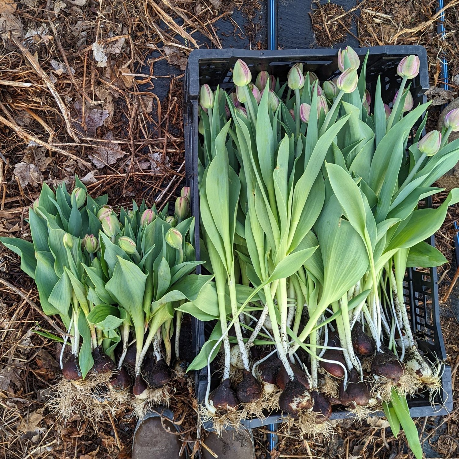 8 Great Tulips for Cut Flower Use — Three Acre Farm