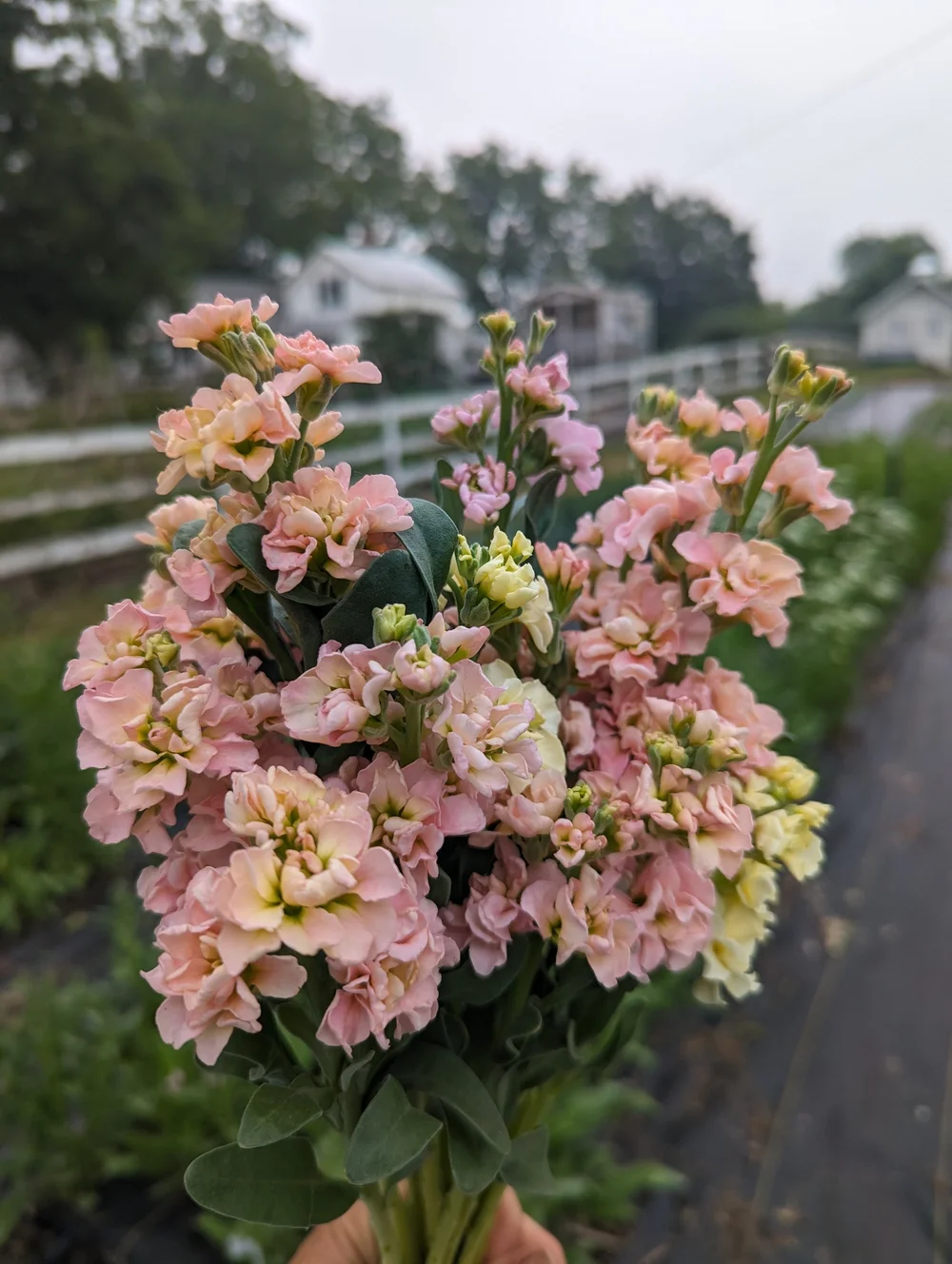 How to Grow Stock — Three Acre Farm