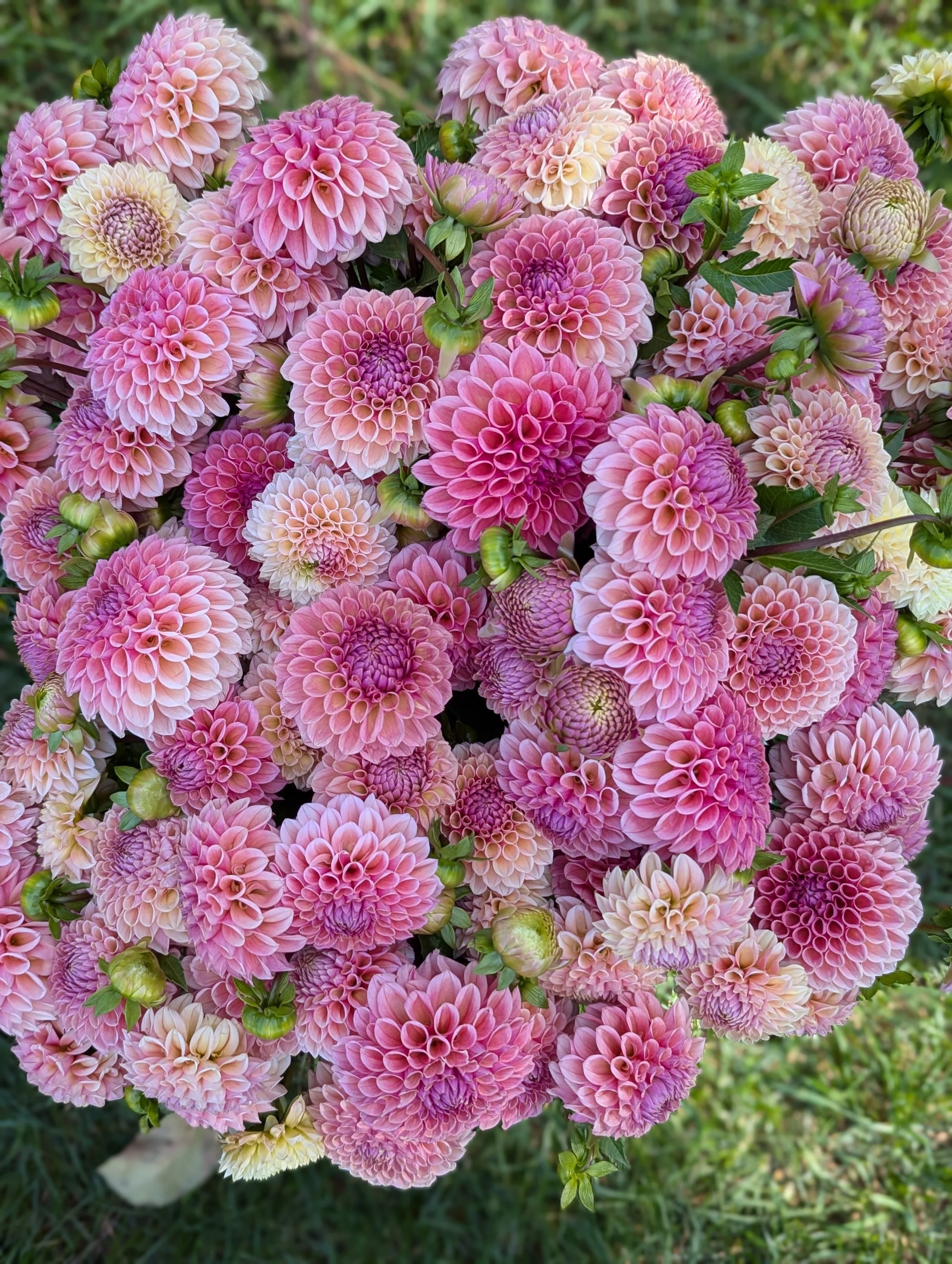 PXL_20251002_182910668.PORTRAIT (1).jpg