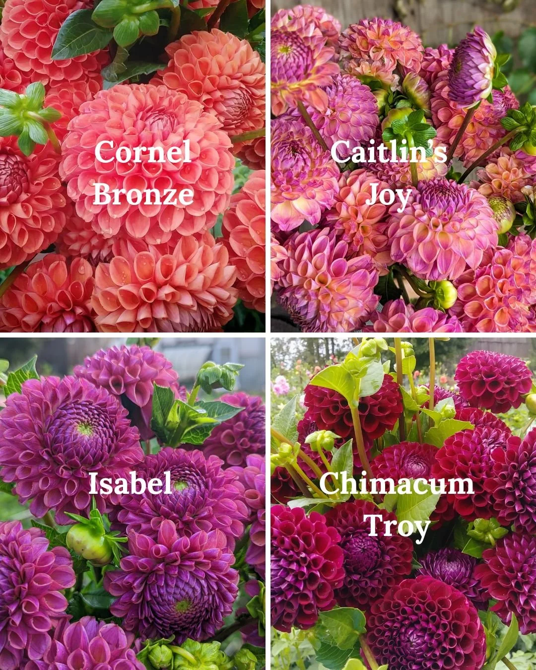 Cutting Garden MVP Dahlia Mix Pack