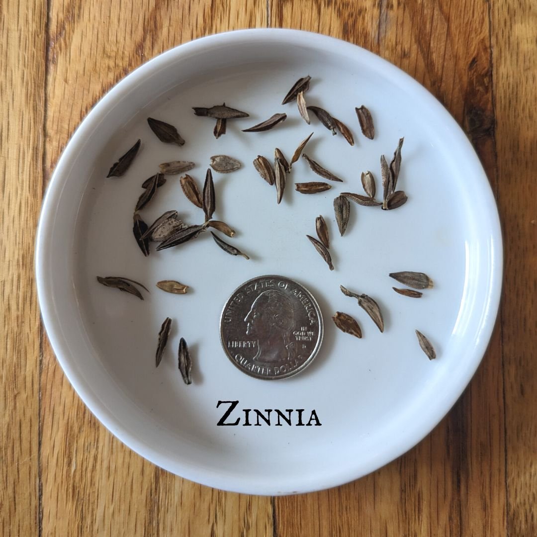 Zinnia.jpg