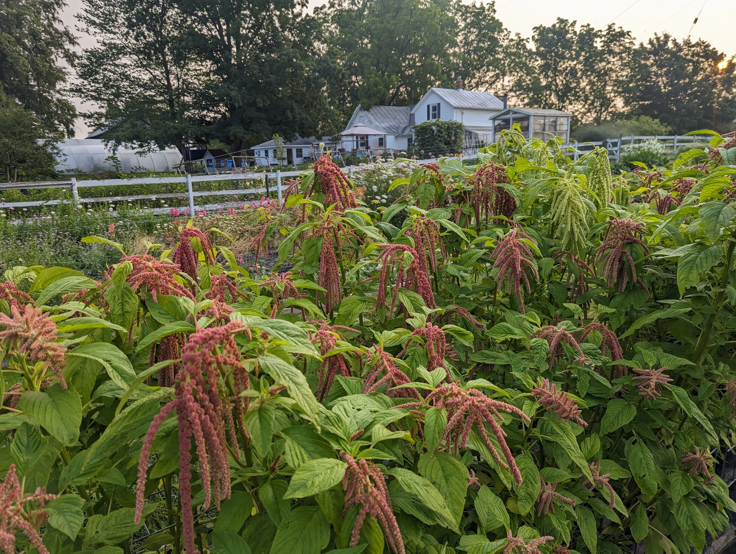 How to Grow: Amaranth — Three Acre Farm How to Grow: Amaranth — Three Acre Farm