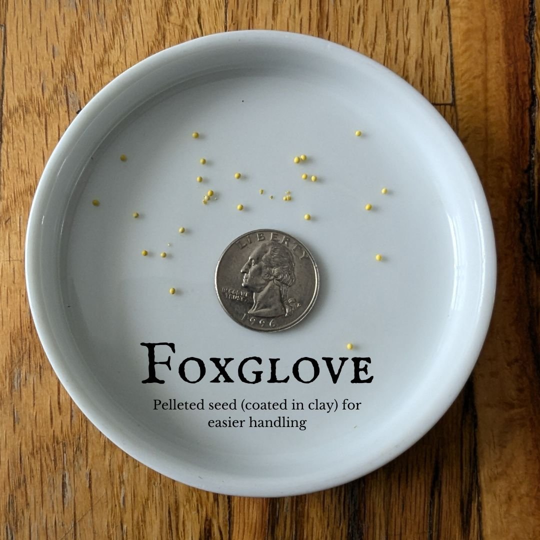 Foxglove.jpg