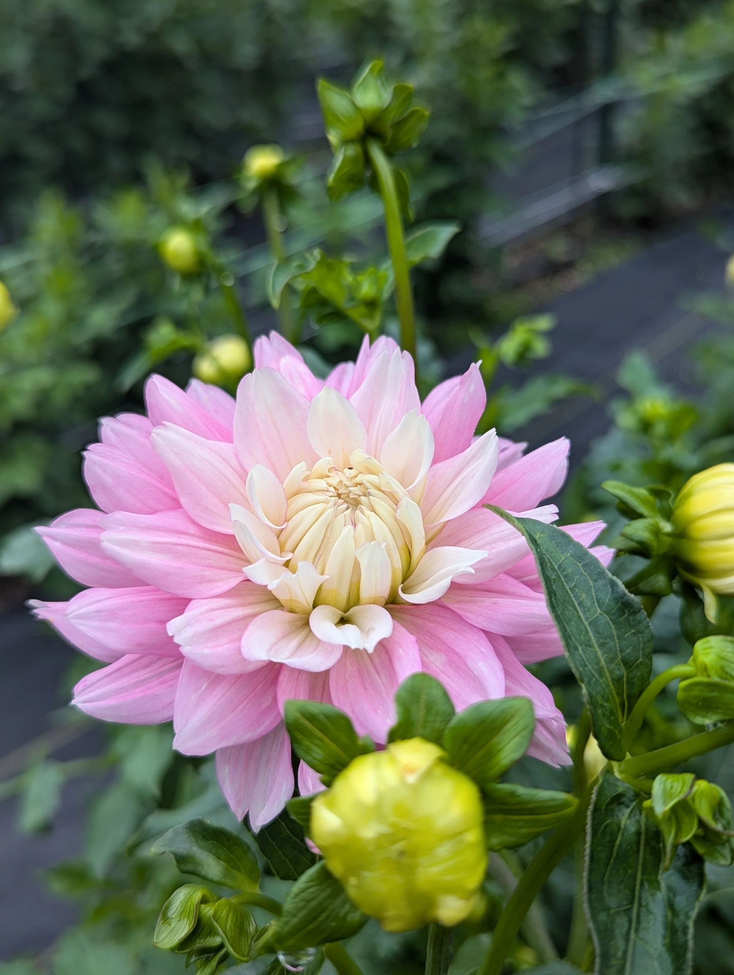 PXL_20240818_125146982.PORTRAIT.ORIGINAL (2).jpg