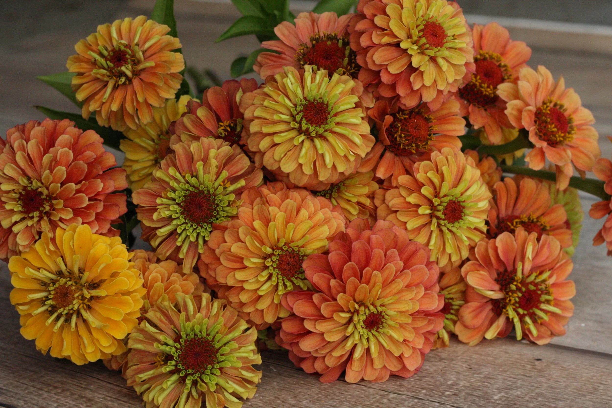 How to Grow Zinnias — Three Acre Farm