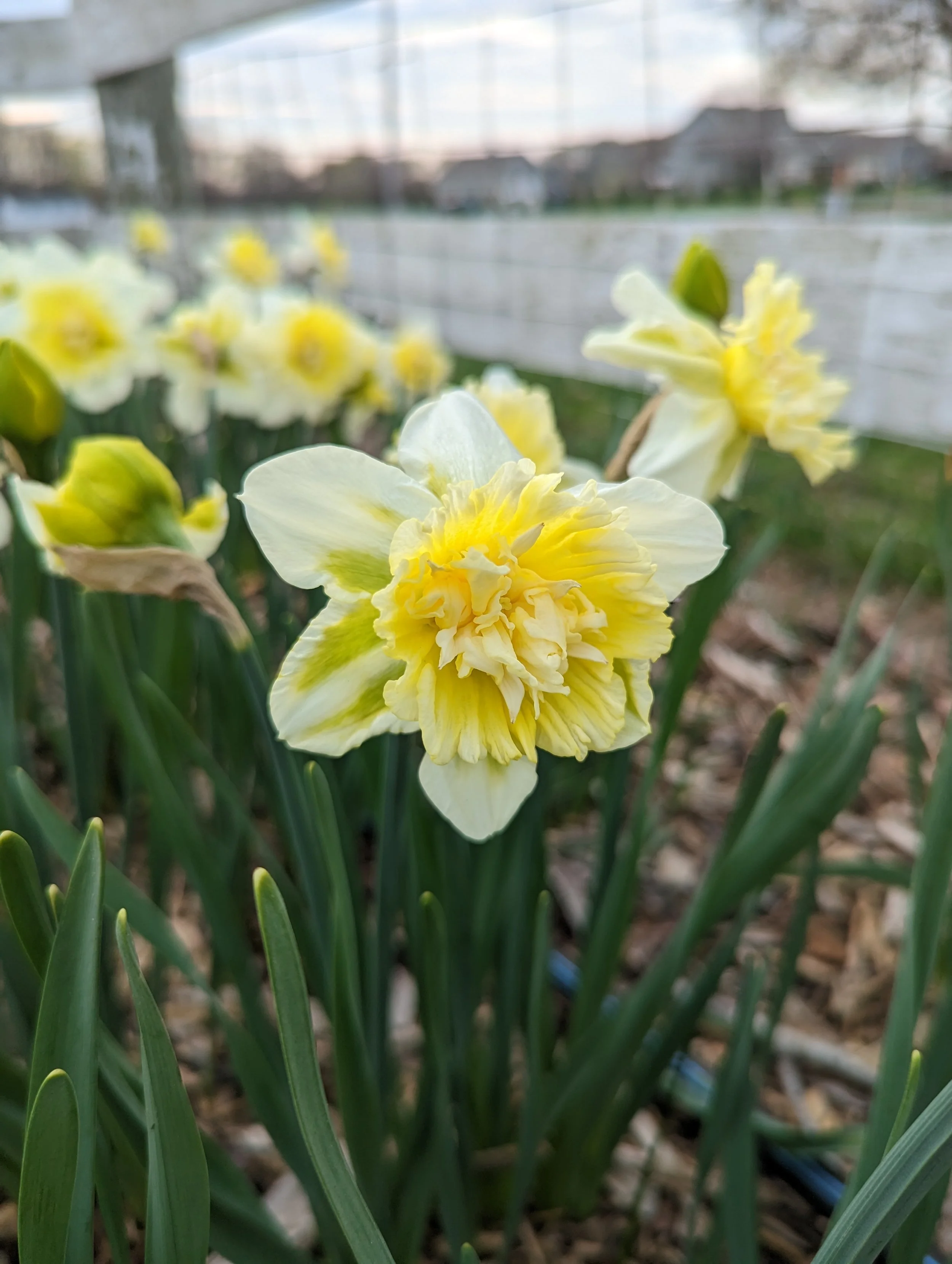 Daffodil "Ice King"
