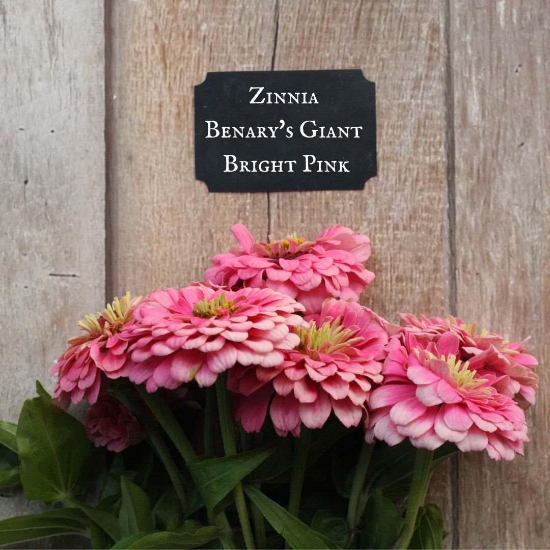 Zinnia Benary's Giant Bright Pink.jpg