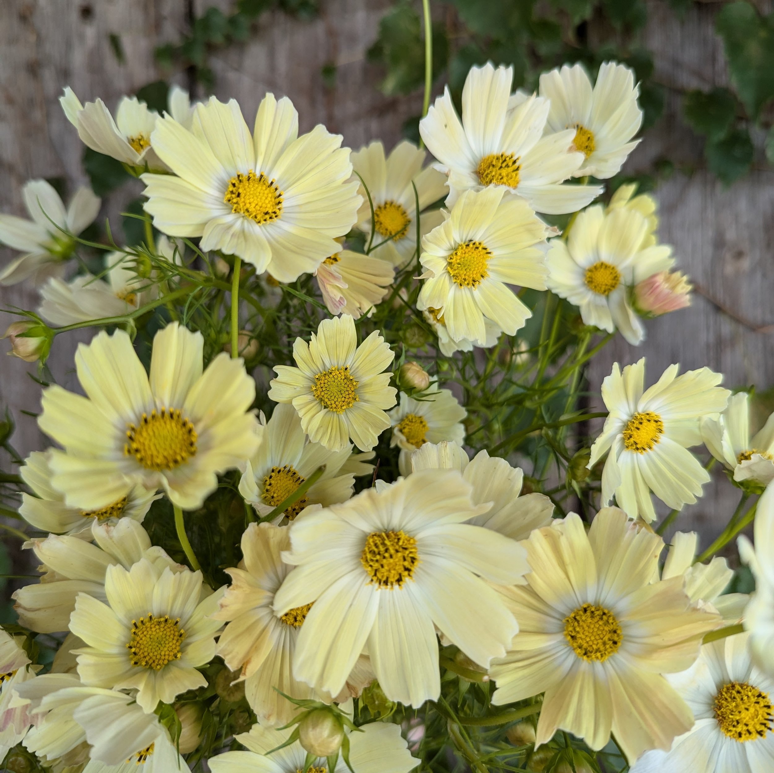 5 Easy to Grow Cut Flowers for Beginners — Three Acre Farm