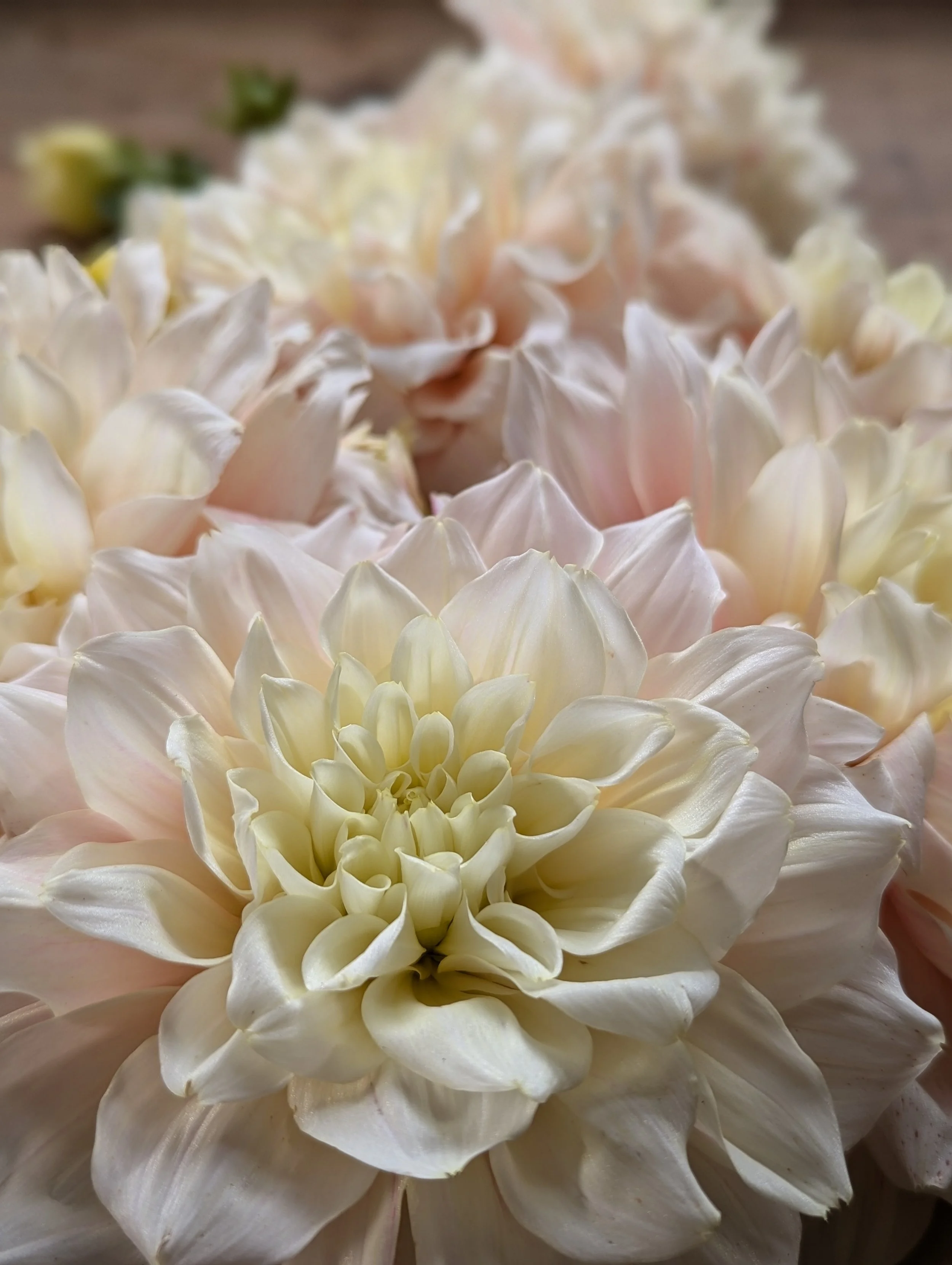 PXL_20251010_135450315.PORTRAIT (1).jpg