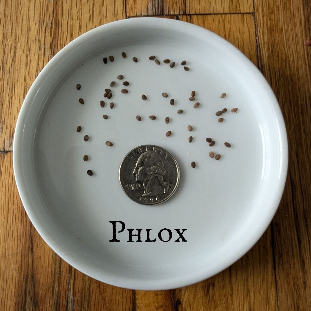 Phlox.jpg